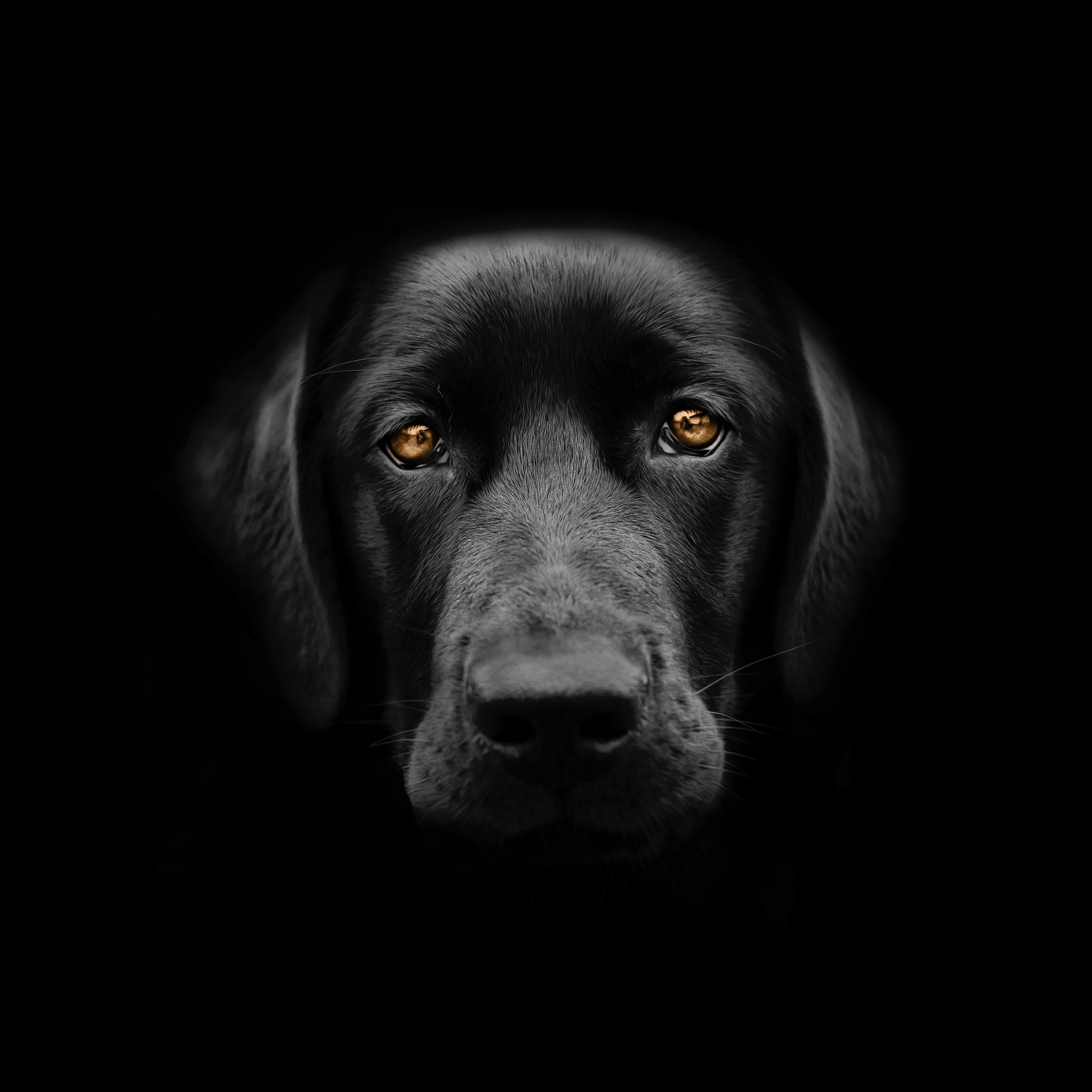 Собака на черном фоне. Лабрадор черный. Черный лабрадор морда. Собака на темном фоне.
