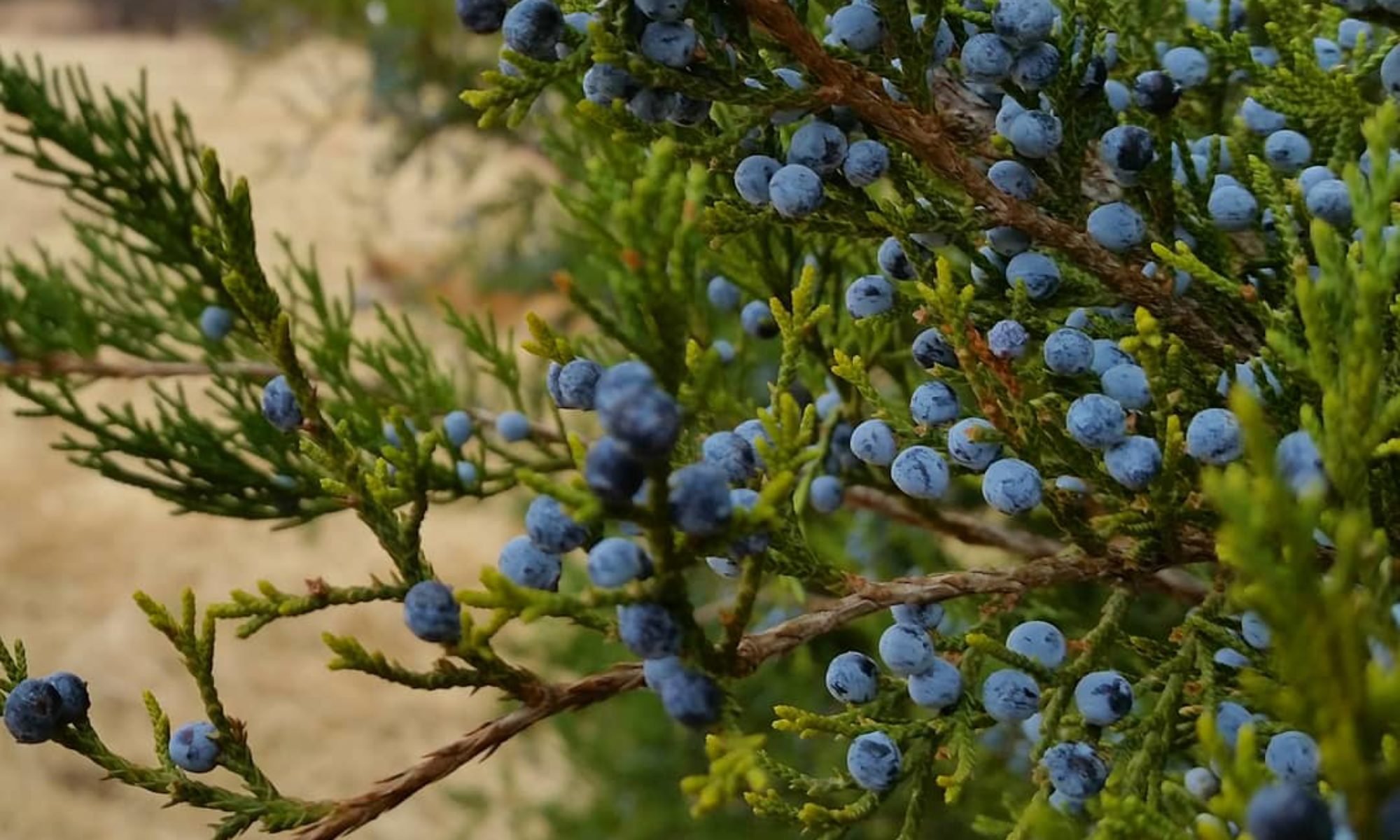 Juniper перевод. Можжевельник обыкновенный Верес. Можжевельник красноплодный. Можжевельник Толстокорый. Можжевельник ладанный.