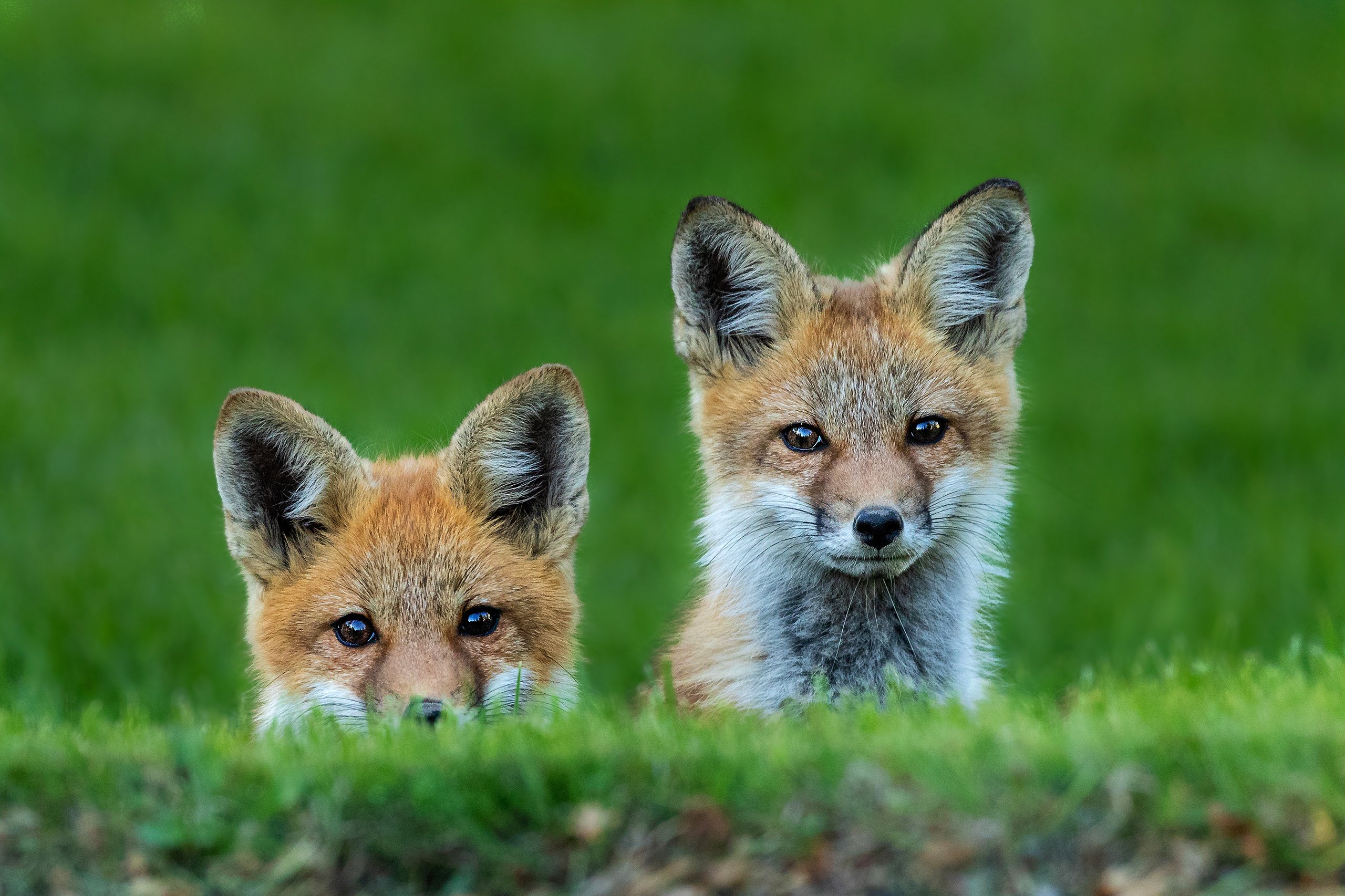 Cute fox. Лис Фокс. Лисята. Красивый Лисенок. Лисички звери.