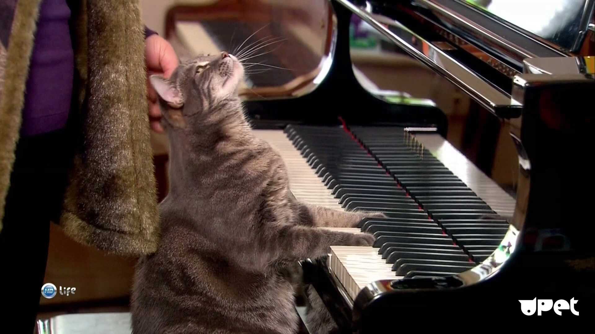 Песня веселая кошка. Кот на пианино. Кот с музыкальным инструментом. Кот за пианино. Котик на пианино.