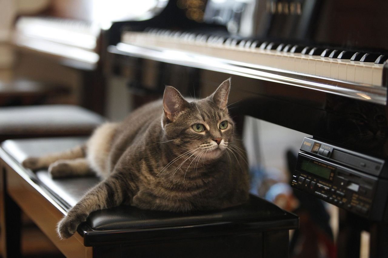Песня кота на пианино. Котик на пианино. Кот пианист. Кошка на пианино. Кот на фортепиано.