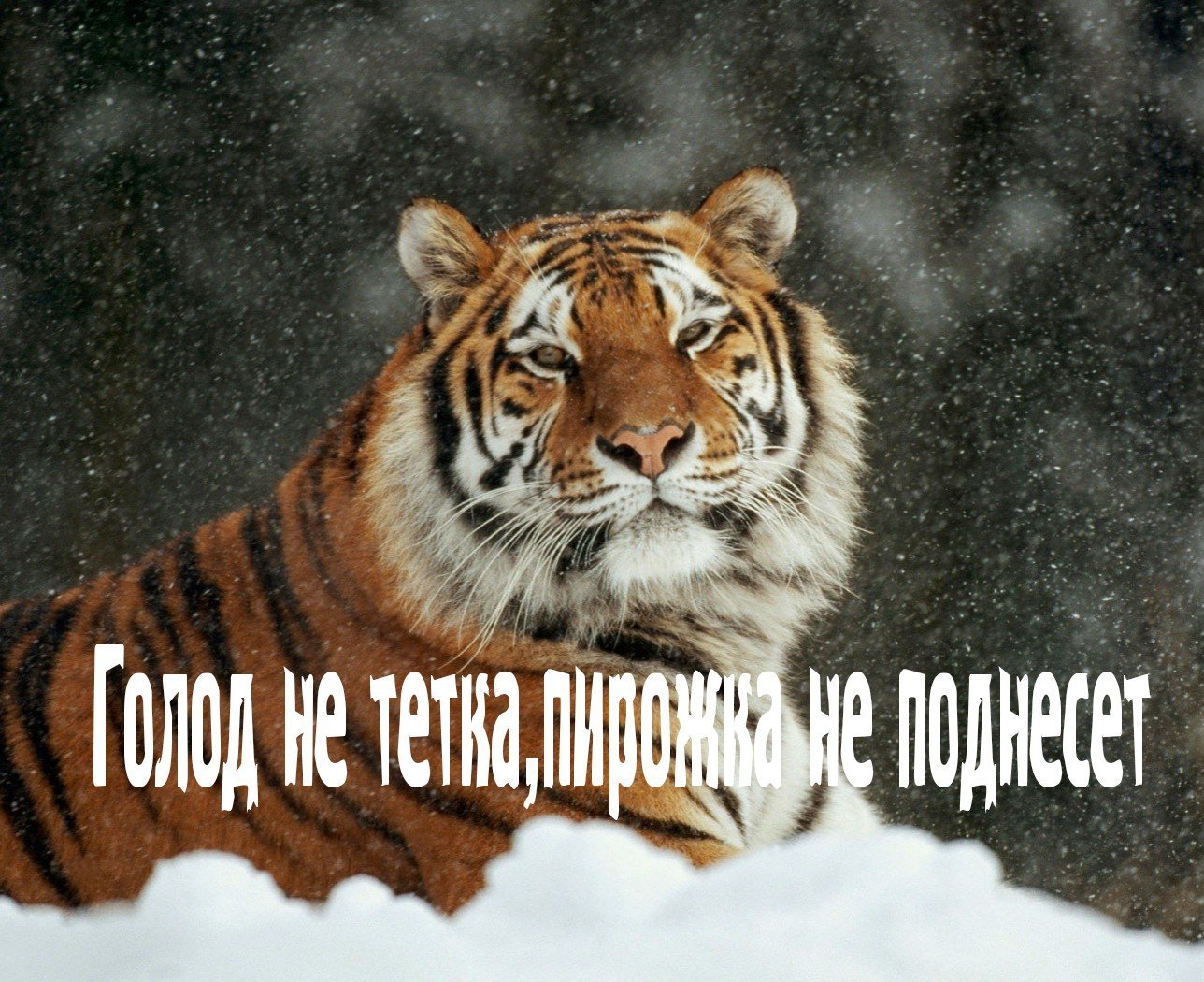 Мой тигр. Тигрица надпись. Надпись тигр. Доброе утро тигр прикольные. Высказывание про тигров.