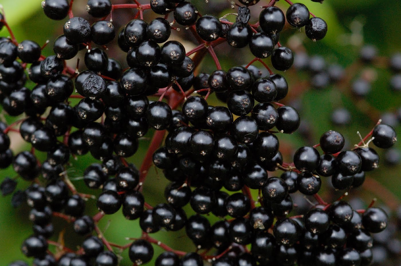 Что за черные ягоды. Sambucus nigra Guincho Purple.