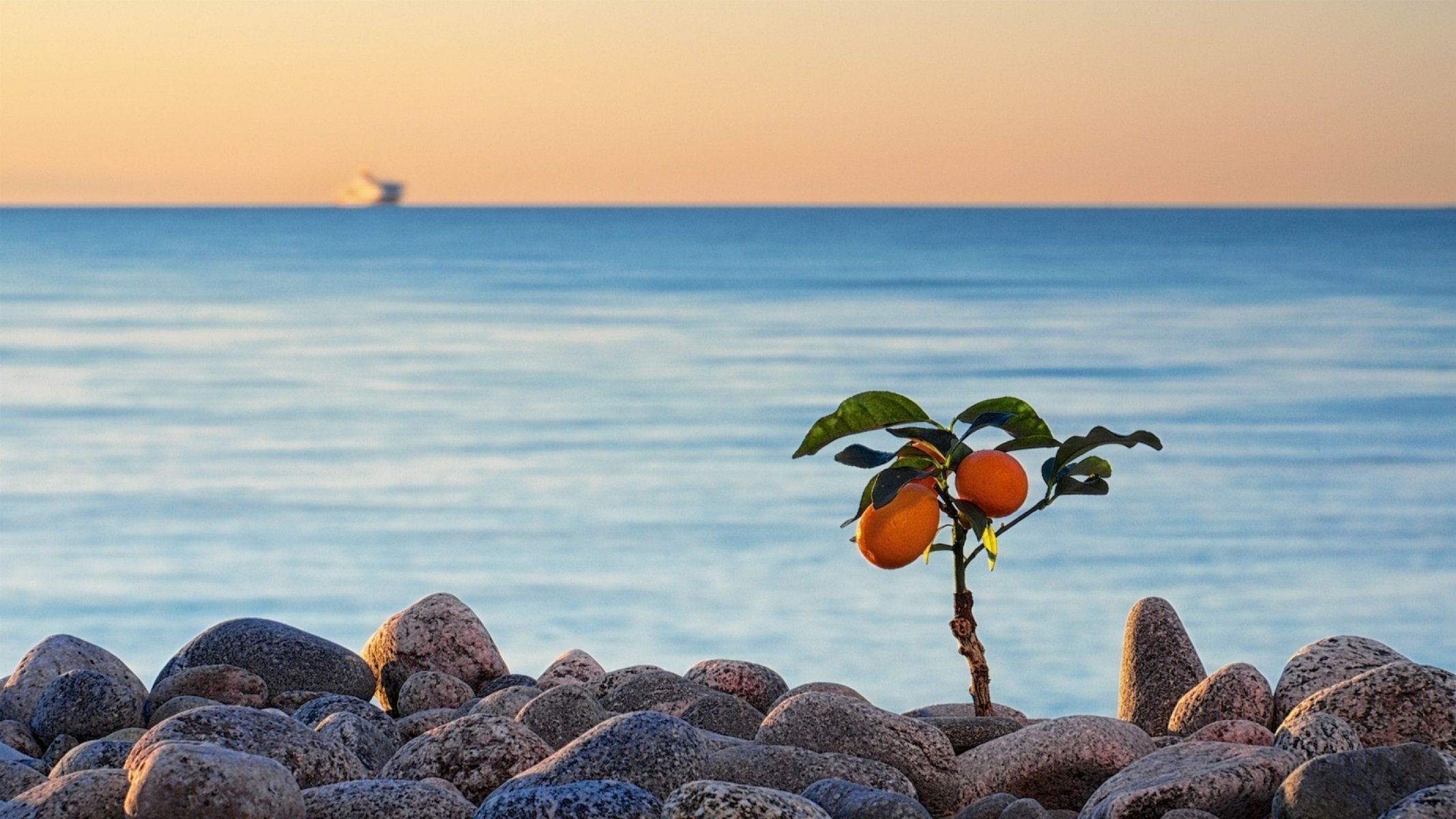 Море мандаринов. Абхазия море вино мандарин. Пляж мандарин Абхазия. Апельсины в Абхазии. Абхазия мандарины море.