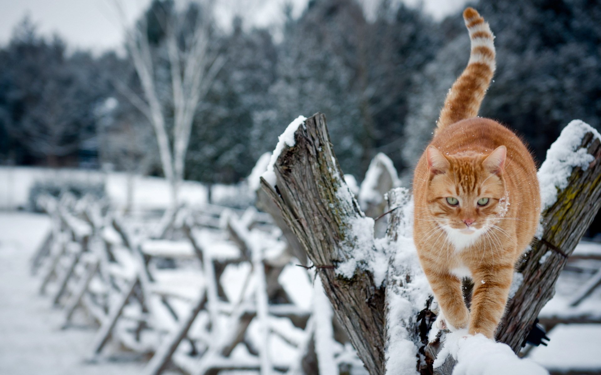 Картинки с зимним днем с животными. Кот в снегу. Кошка зима. Коты зимой.