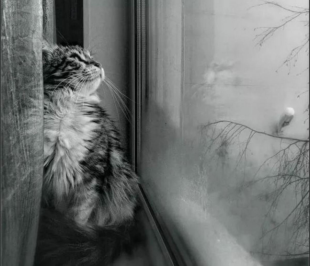 Кот на окне зимой