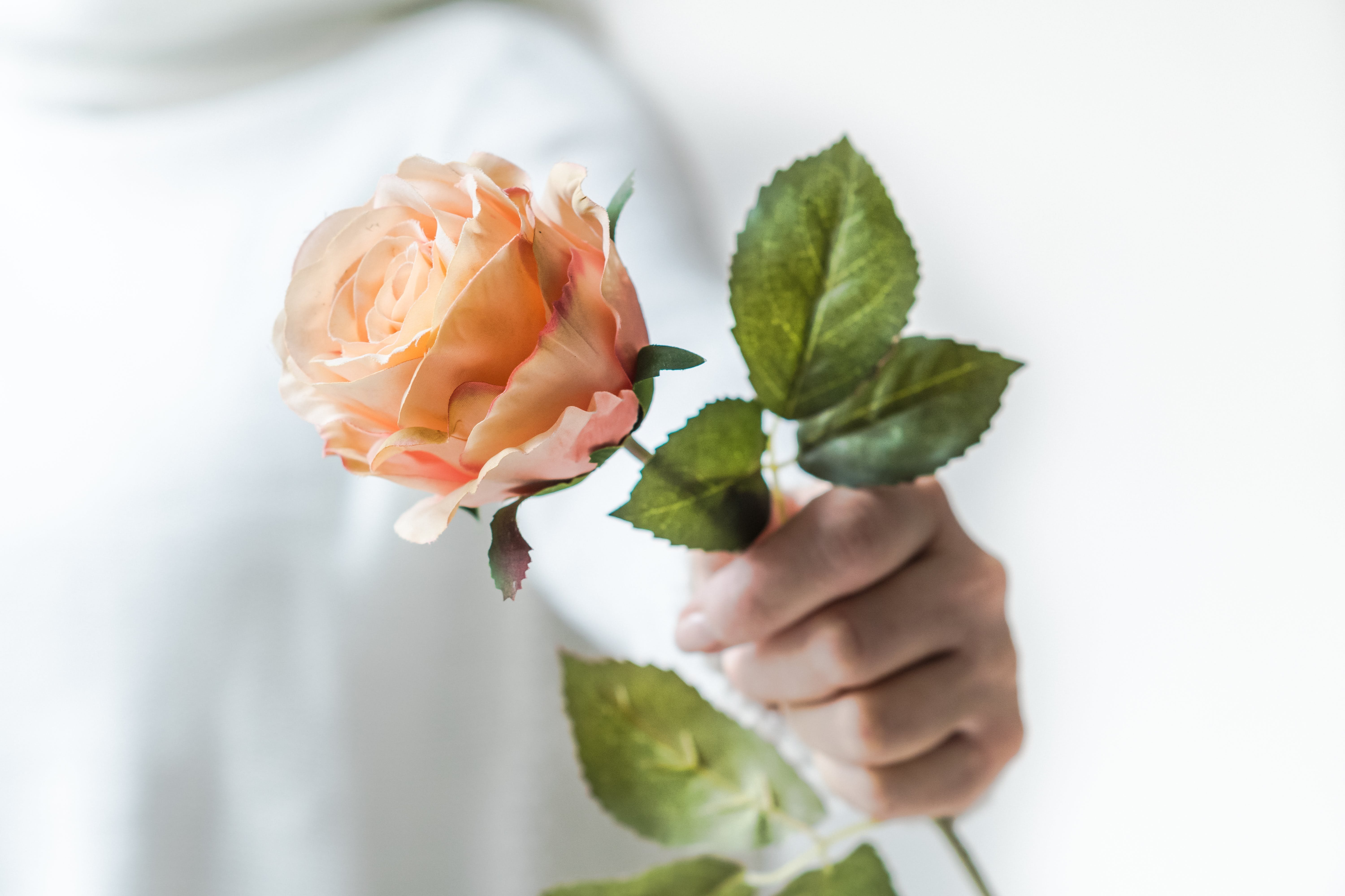 Бережно цветы. Цветок на руку.. Цветы розы в руках.
