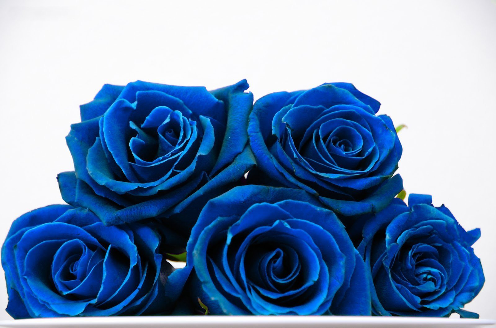 Синие свободные. Голубые цветы.