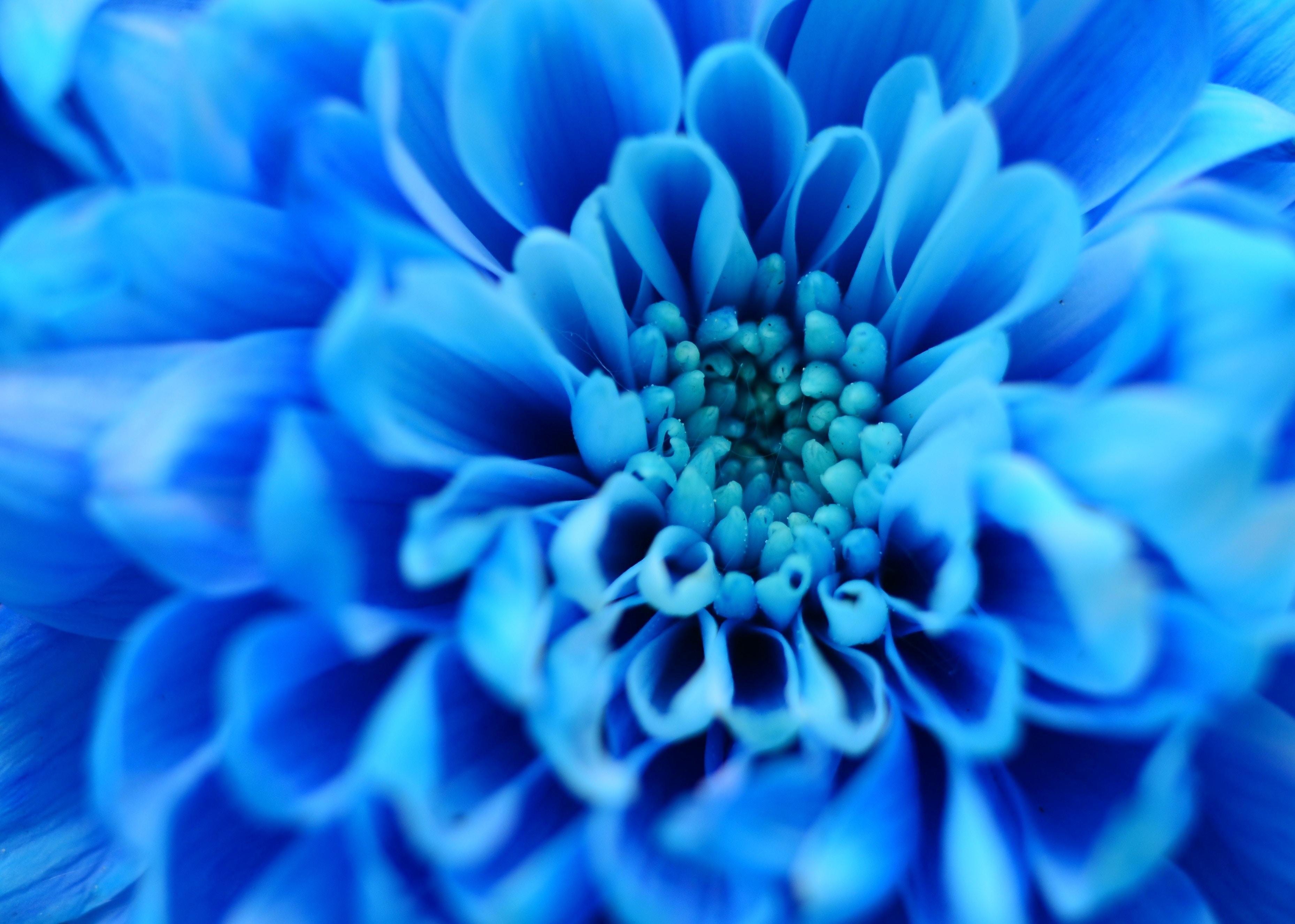 Голубой цвет фото. Голубые цветы. Голубой цвет. Синий цвет. Цветы макро голубой.