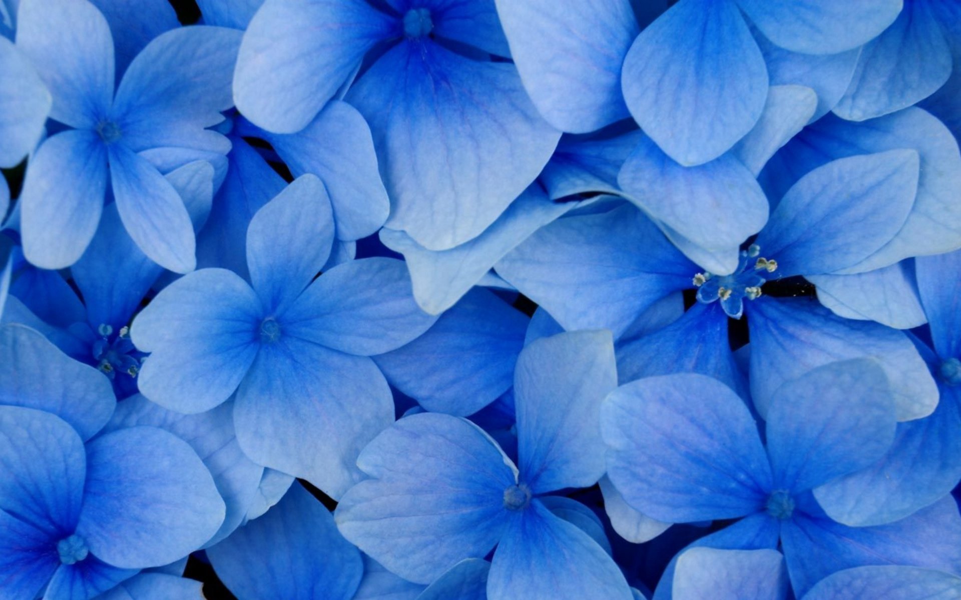Открытки синего цвета. Синие цветы. Красивый синий цвет. Цветы на бирюзовом фоне. Цветы на синем фоне.