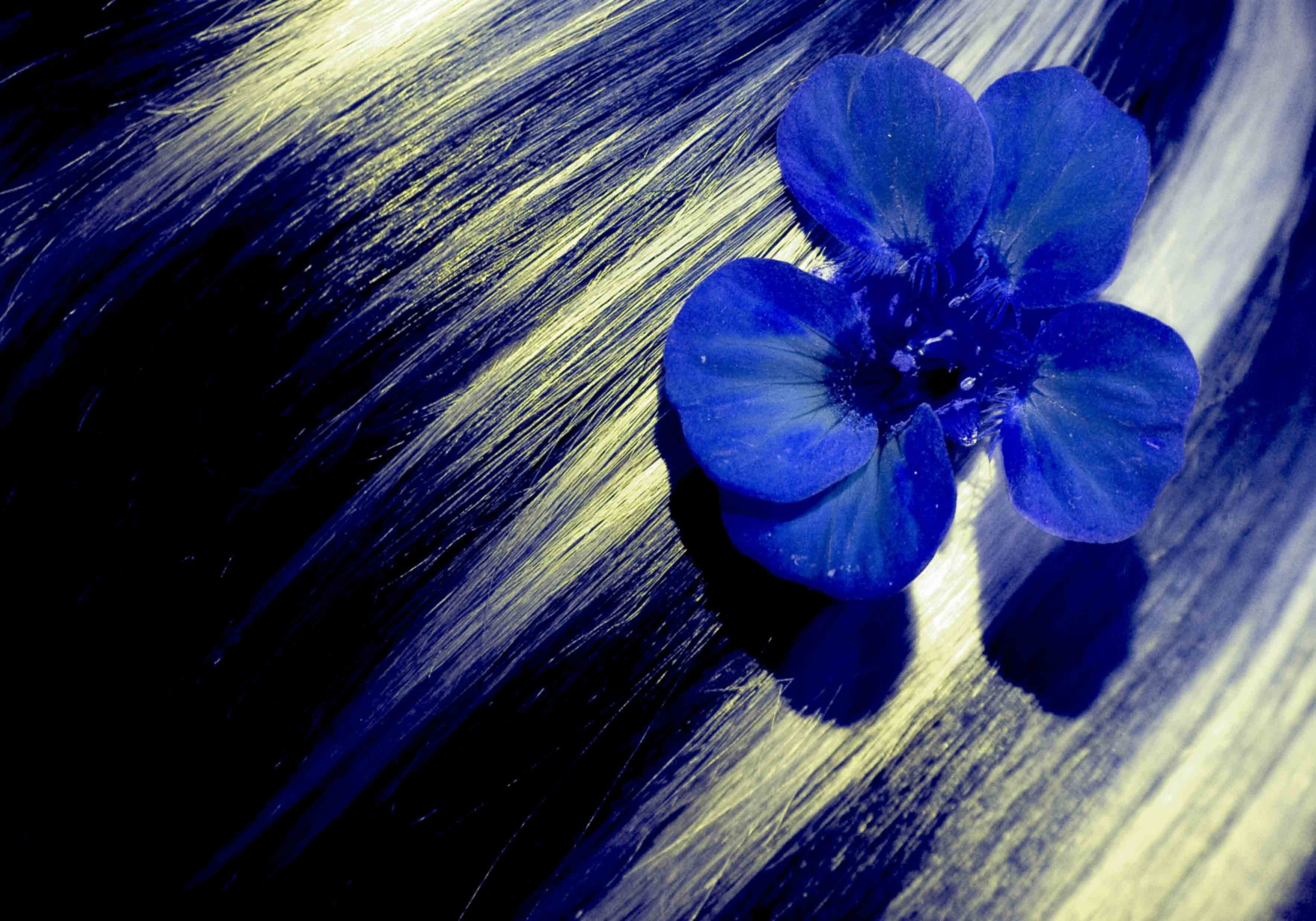 Черно синяя картина. Черно бело синий. Синий цветок в волосах. Черный синий белый. Черно-белый цветок с голубым.