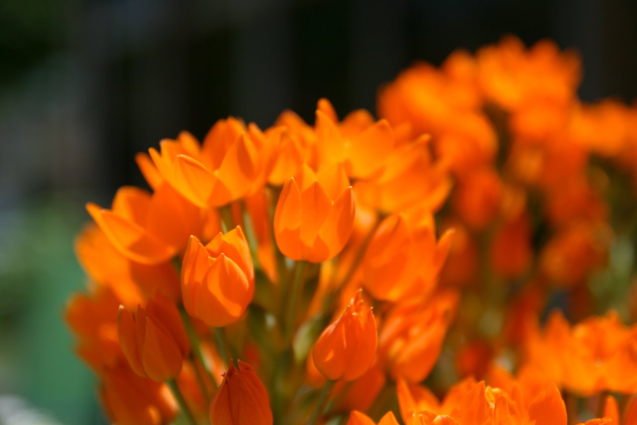 Orange flowers. Неманантус оранжевый. Оранжевые весенние цветы. Желто оранжевые цветы.