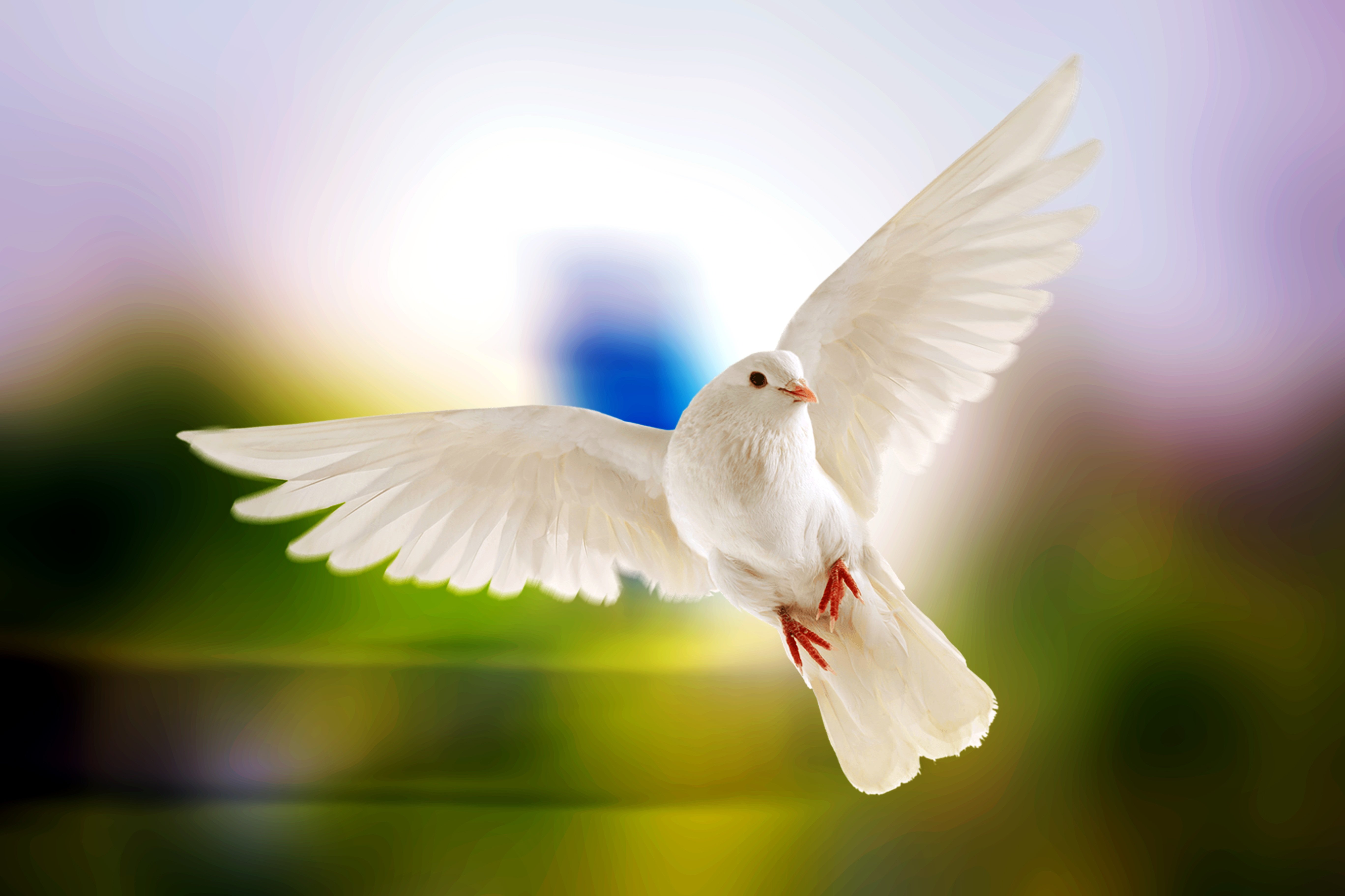Белыми голубями летите к маме домой. Птица голубь. Белый голубь. Белая птица. Белый голубь в полете.