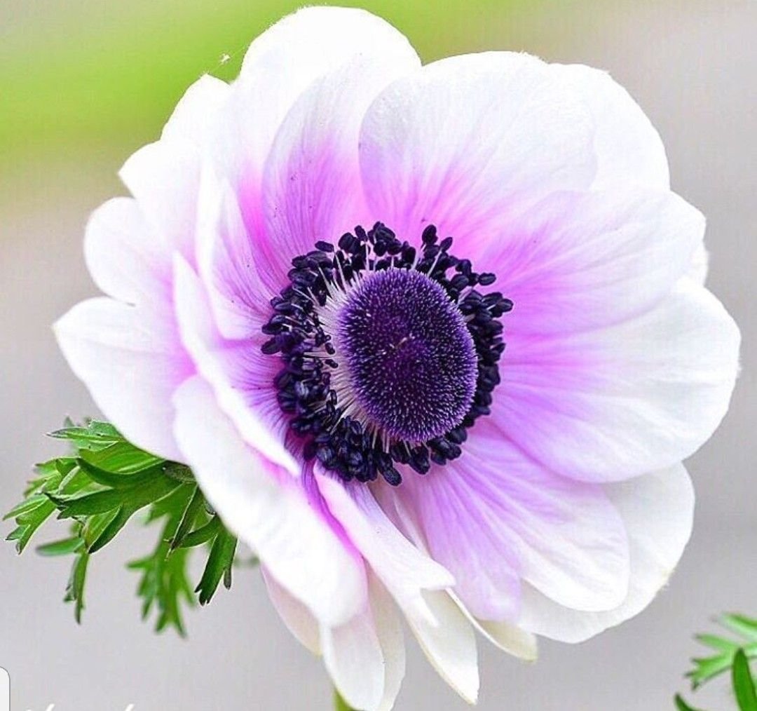 Anemone Fantasy Elsa анемона