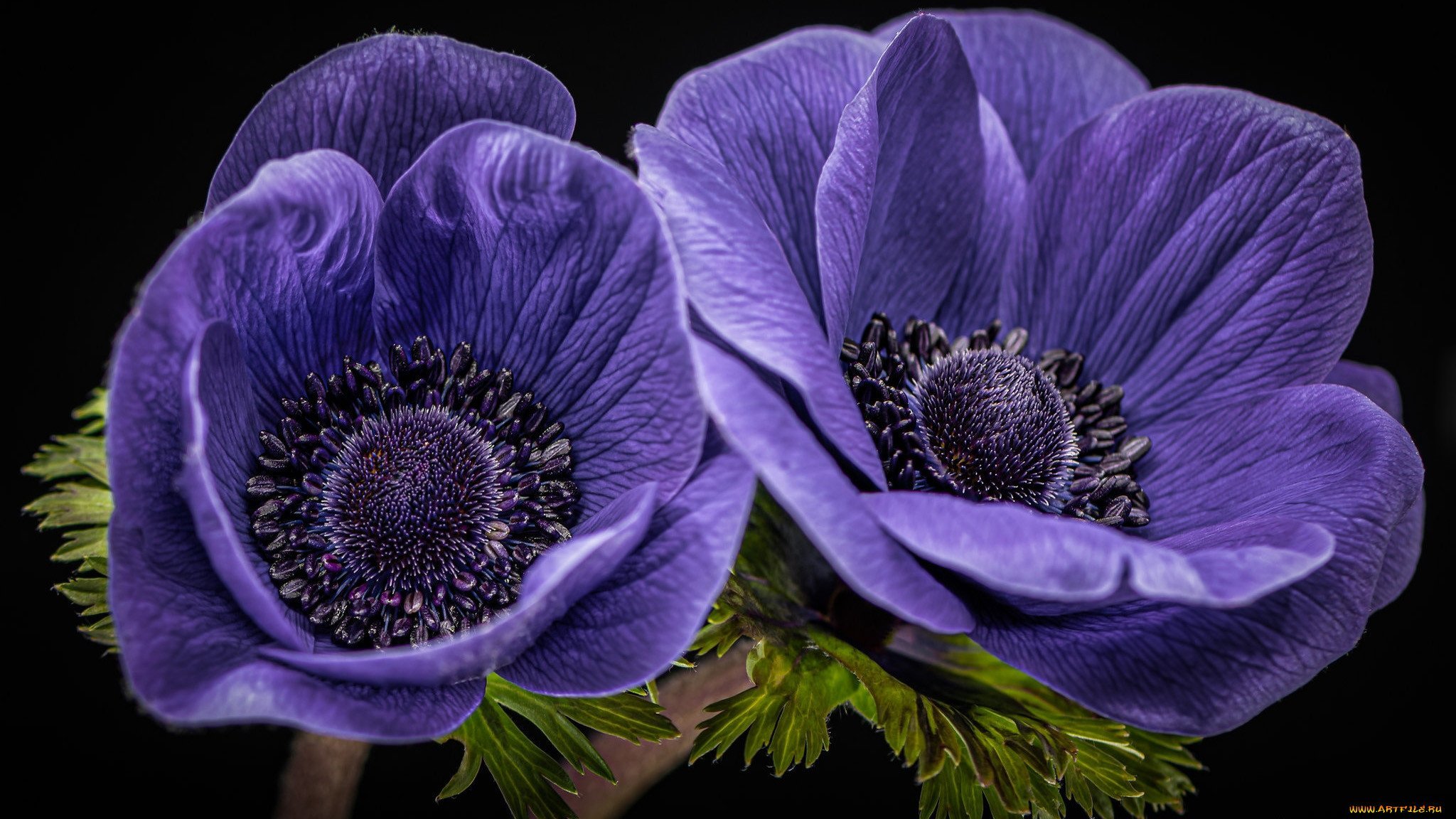 Anemone Fantasy Elsa анемона