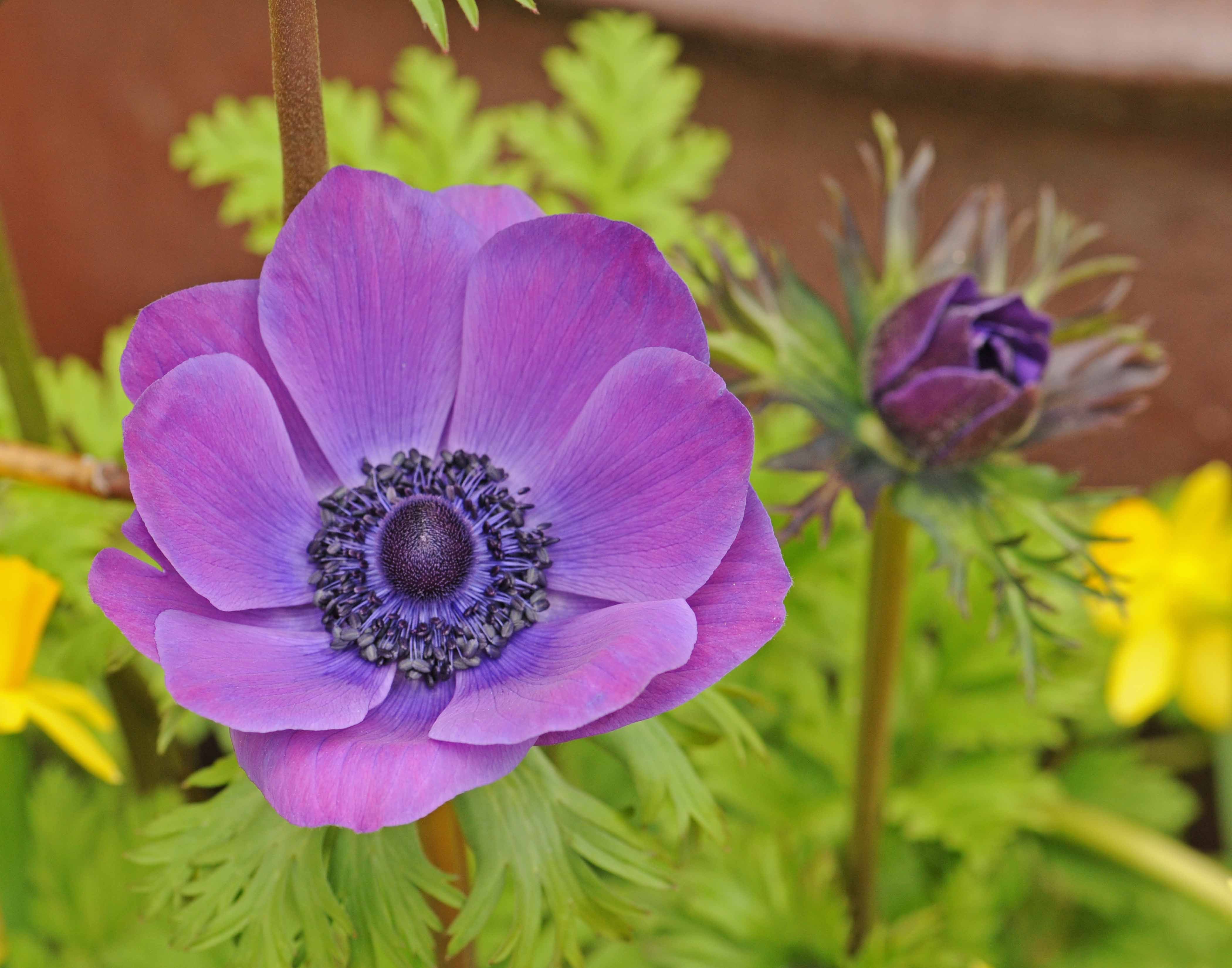 Anemone Fantasy Elsa анемона