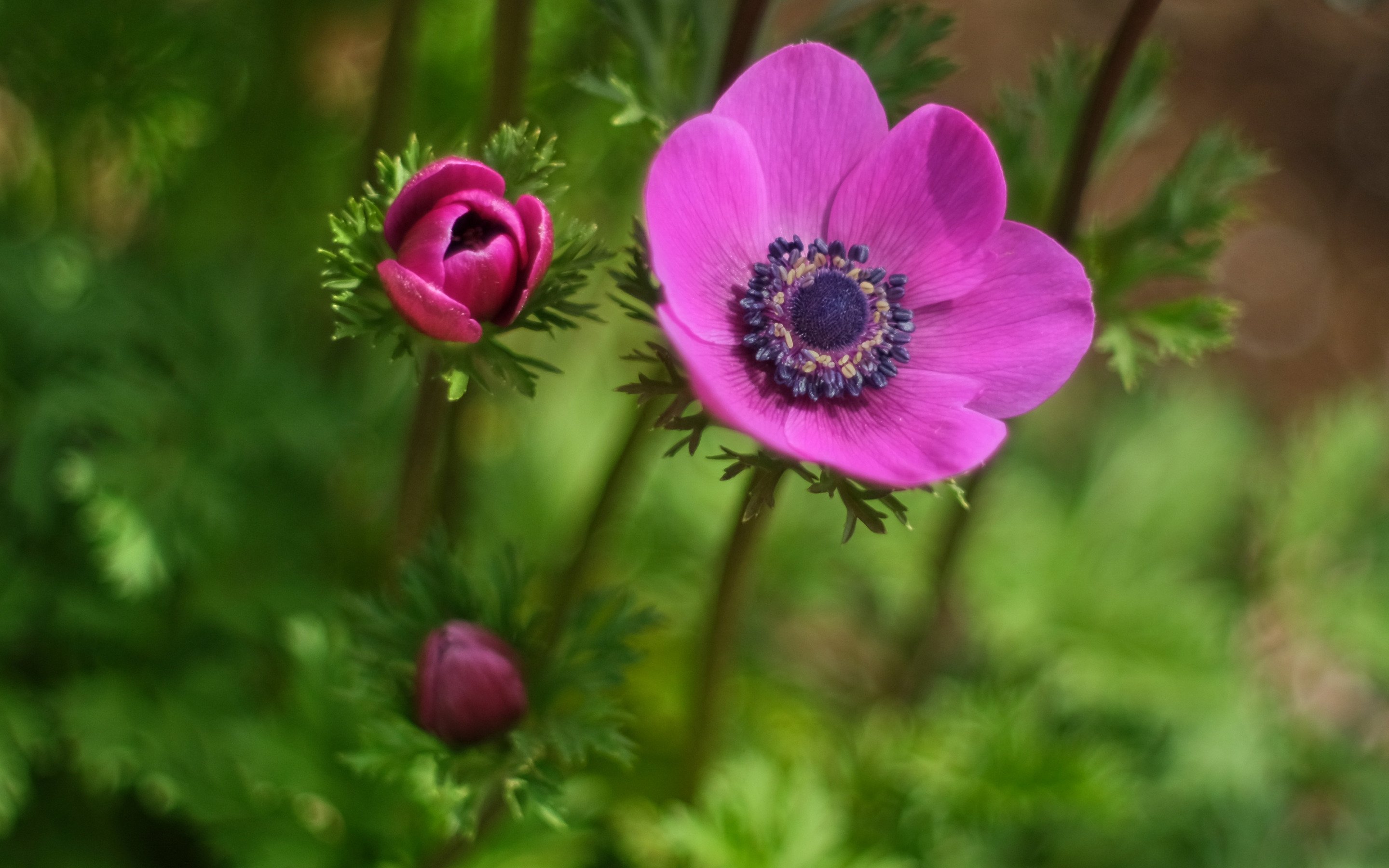 Anemone Fantasy Elsa анемона