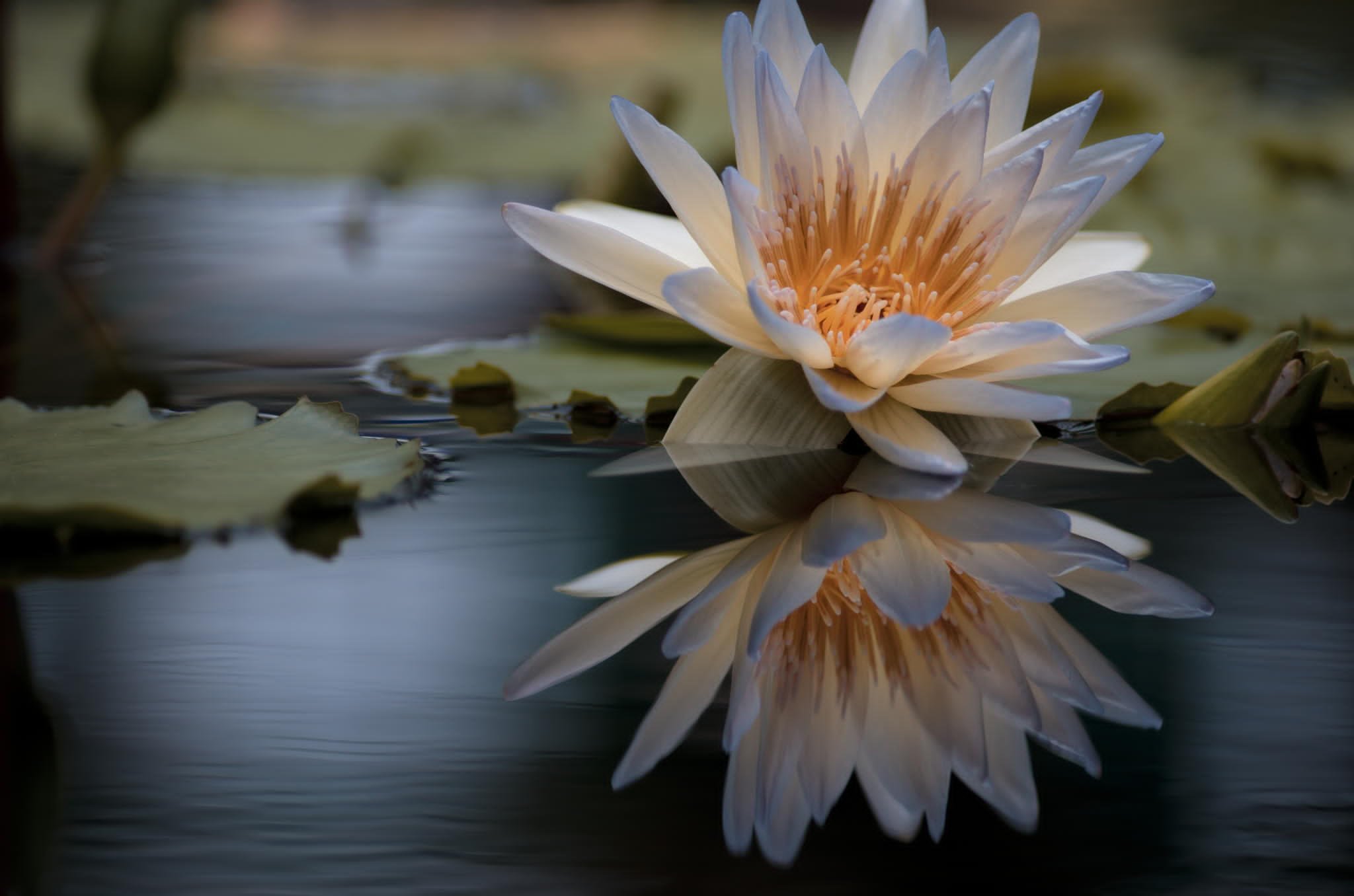 Лилия озерного света. Лотос цветок на воде. Цветы отражение в воде. Лотос отражение в воде. Отражение кувшинки в воде.