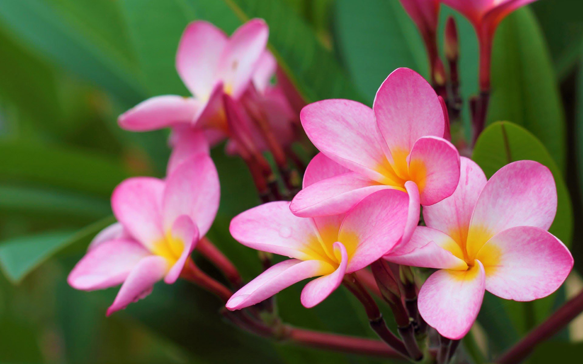 Beauty flower. Плюмерия Чампа. Цветок Чампа Франжипани. Цветы Плюмерия Франжипани. Плюмерия Ладаван.