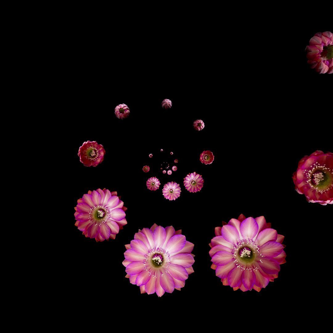 Анимации распускающихся цветов