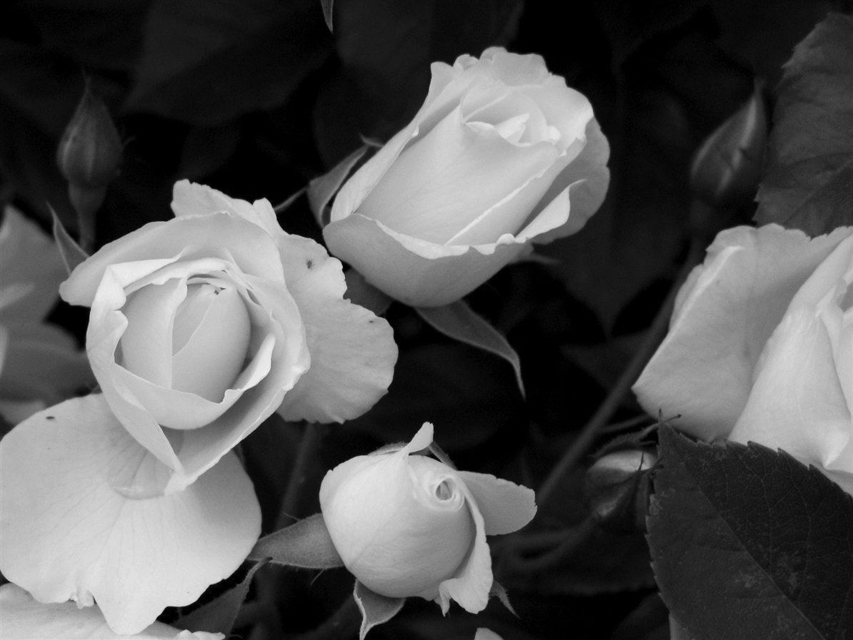 Фото белого цвета. Черно-белый цветок. Роза черно белая. Белые розы. Белая роза на черном фоне.