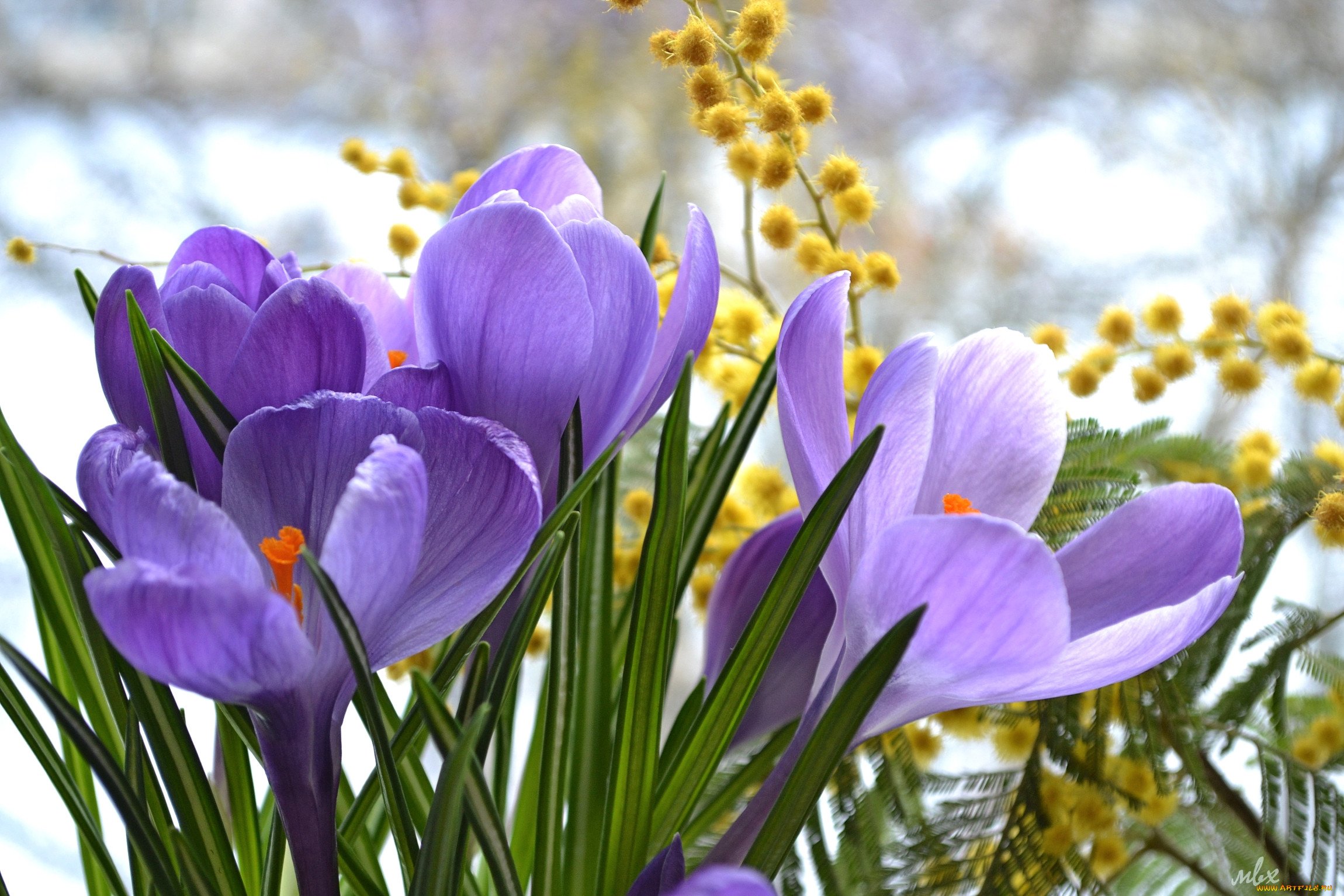 Открытка с праздником весны. Весенние цветы подснежники тюльпаны пролески. Первоцветы крокусы. Крокусы тюльпаны подснежники. Пролески, подснежники, крокусы.