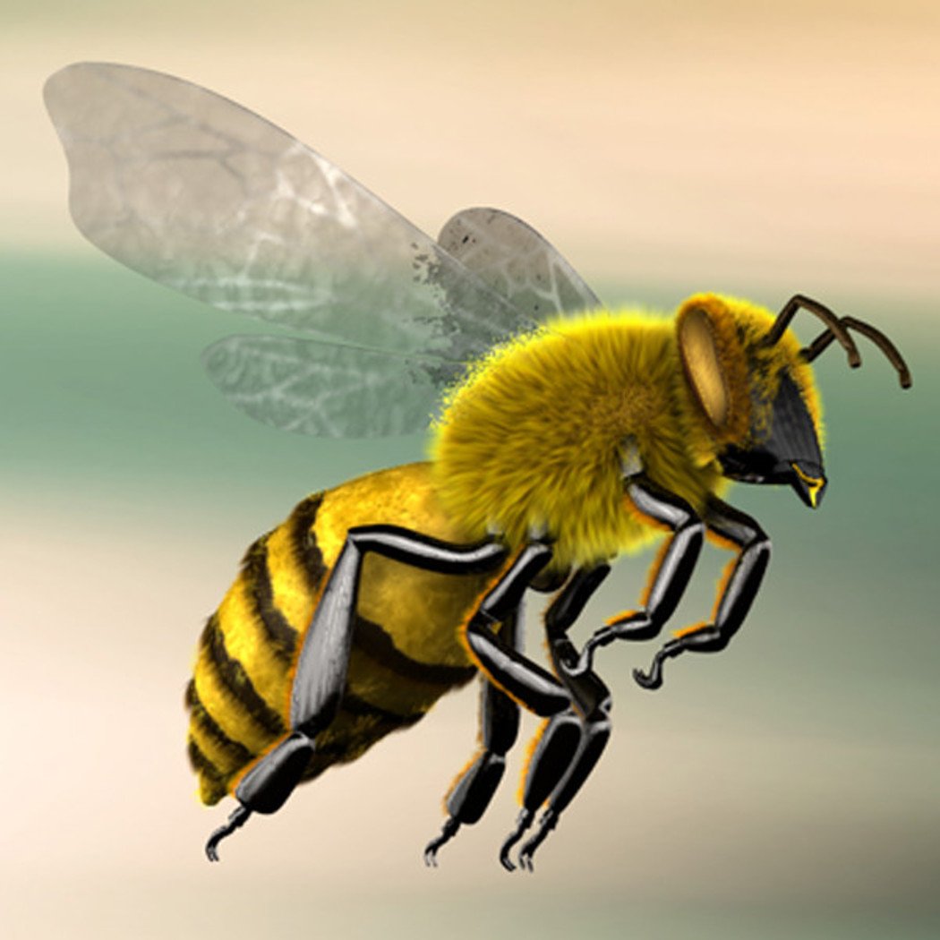 3 пчелы 3 дома. Модель пчелы. Пчела 3d. Пчела 3d модель. Макет пчелы.