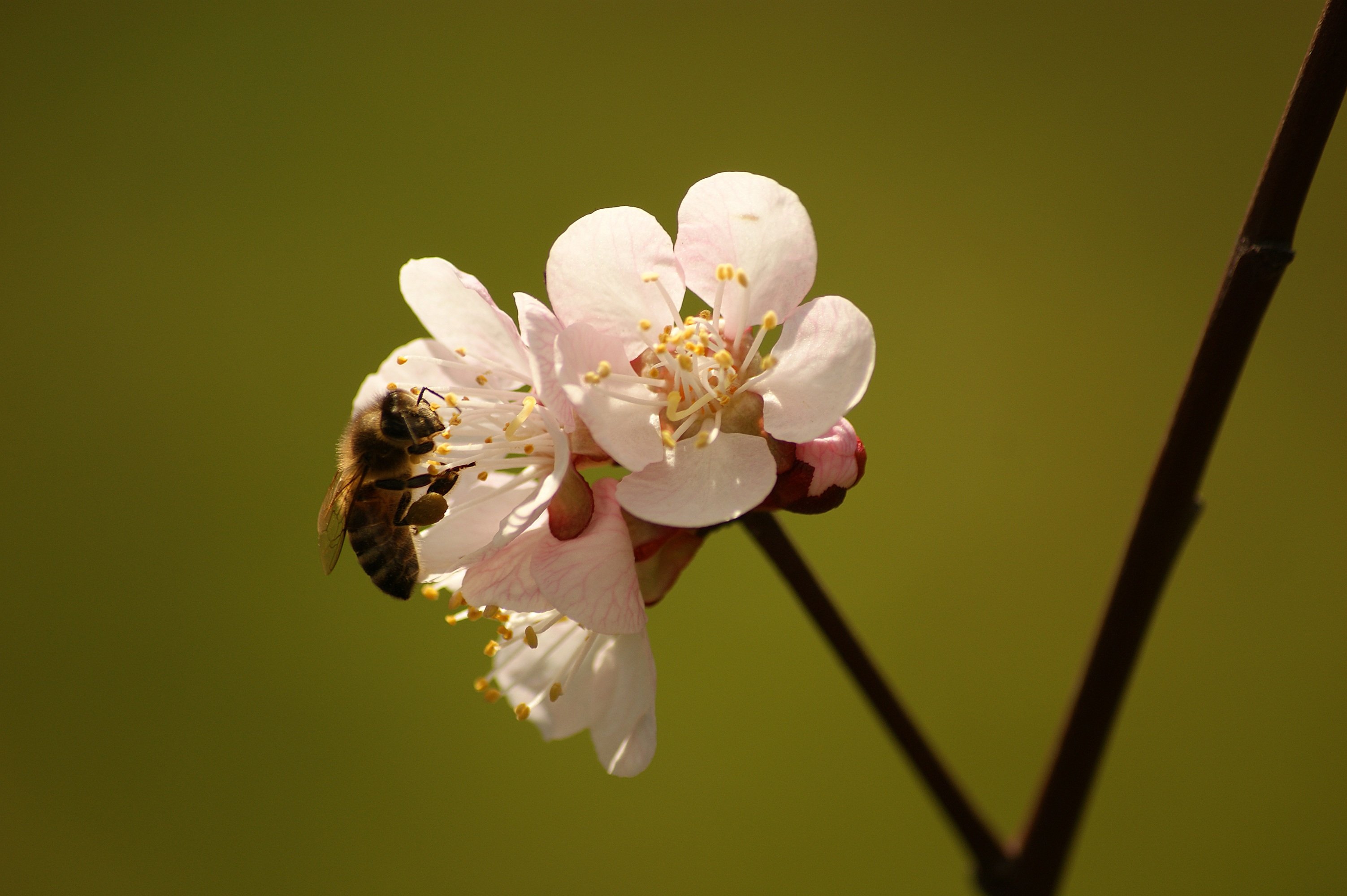 Какие отношения складываются между вишней и пчелой. Опыление цветков пчелами яблони. Цветущая вишня с пчелой. Пчела на цветке. Пчела на цветущей вишне.
