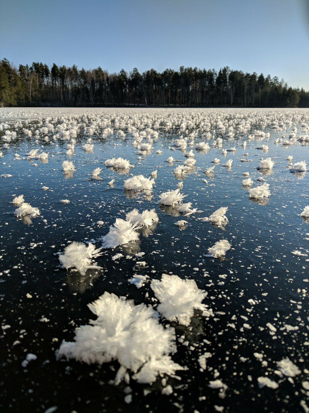 Ледяные цветы Арктики