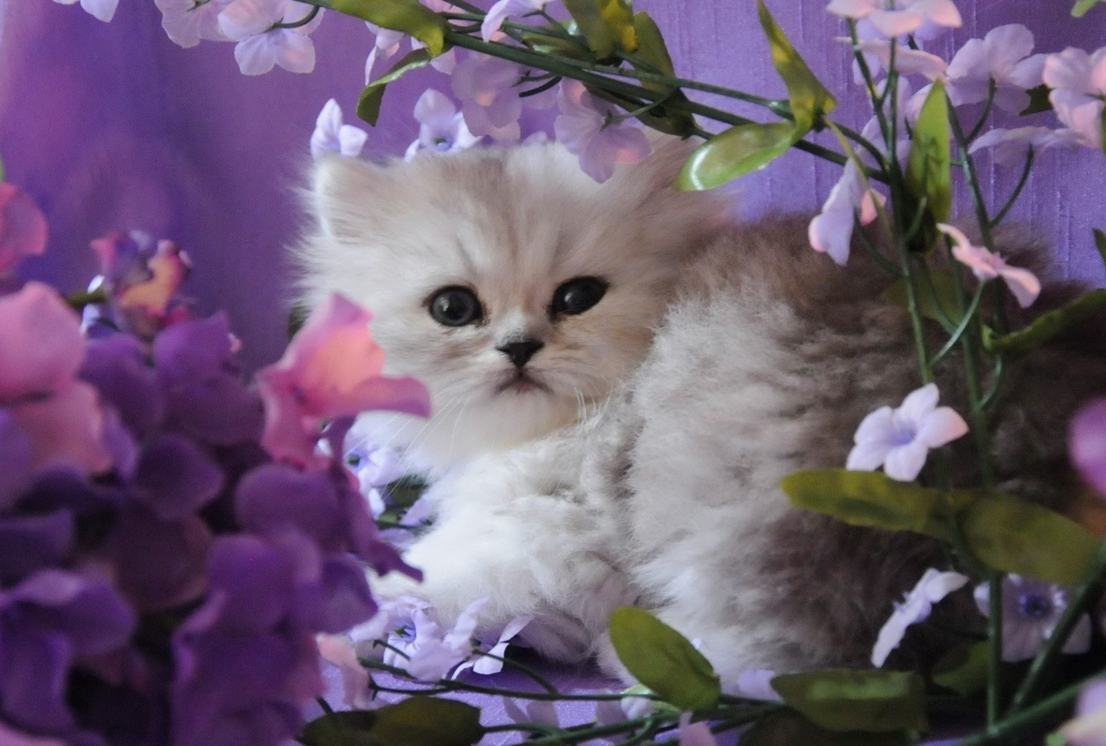 Кошечки живые. Красивые котята. Котенок в цветах. Красивые пушистые котята. Пушистые котята в цветах.