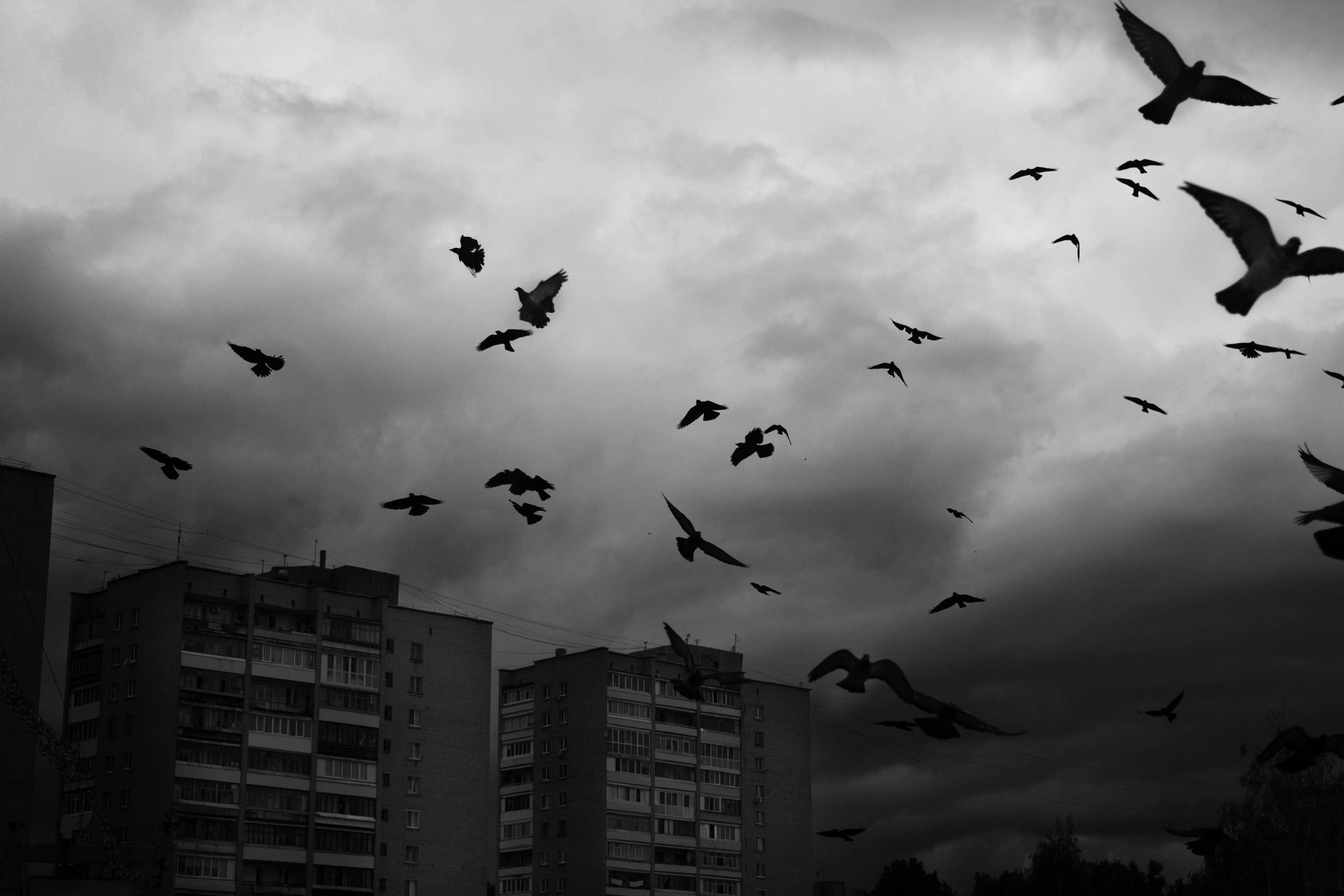 Вороны над головой. Стая птиц. Птицы улетают Эстетика. Птицы над городом. Вороны в небе.