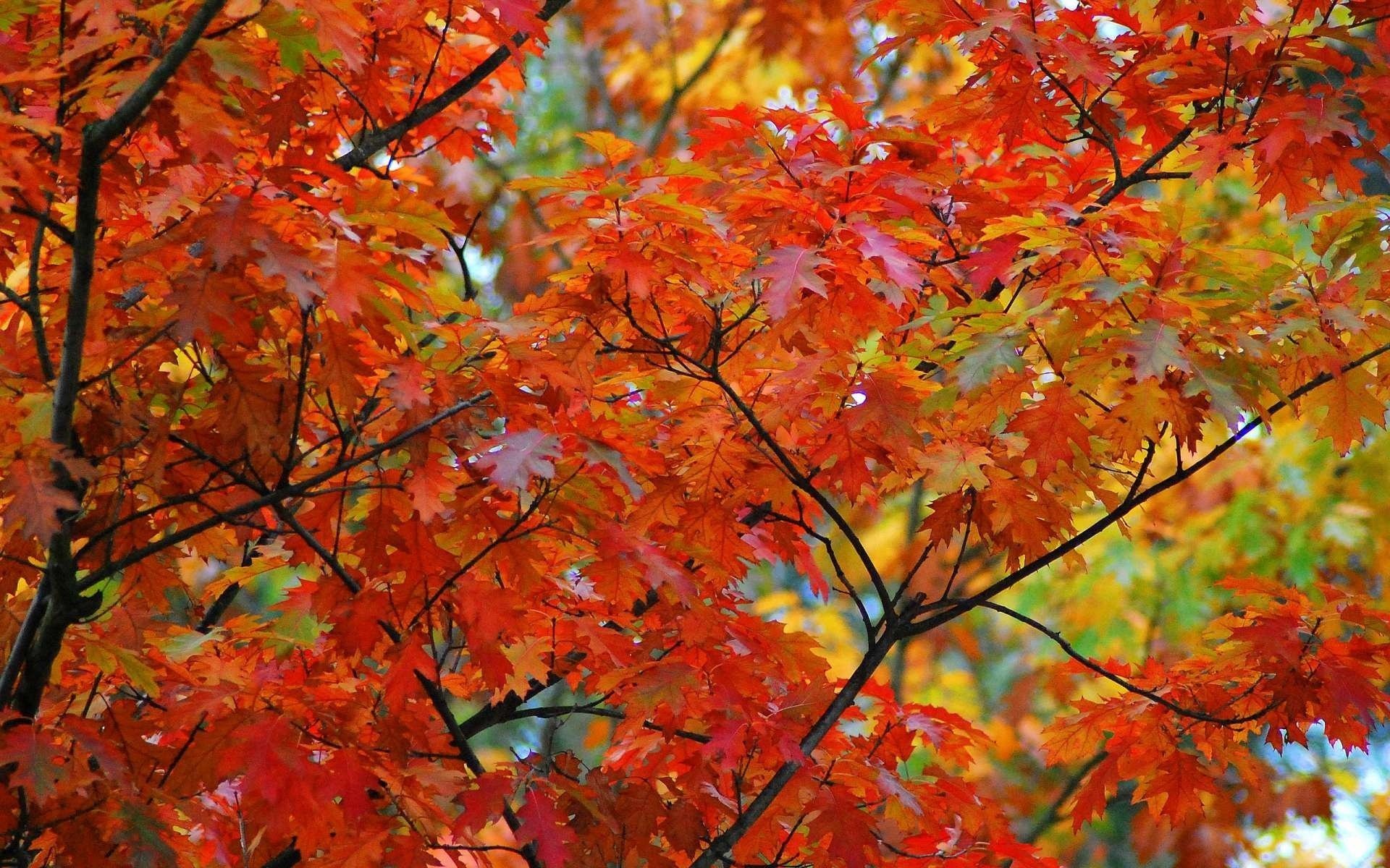 Рябина и клен дерево. Осенний клен. Осень клен. Клен осенью. Клен дерево.