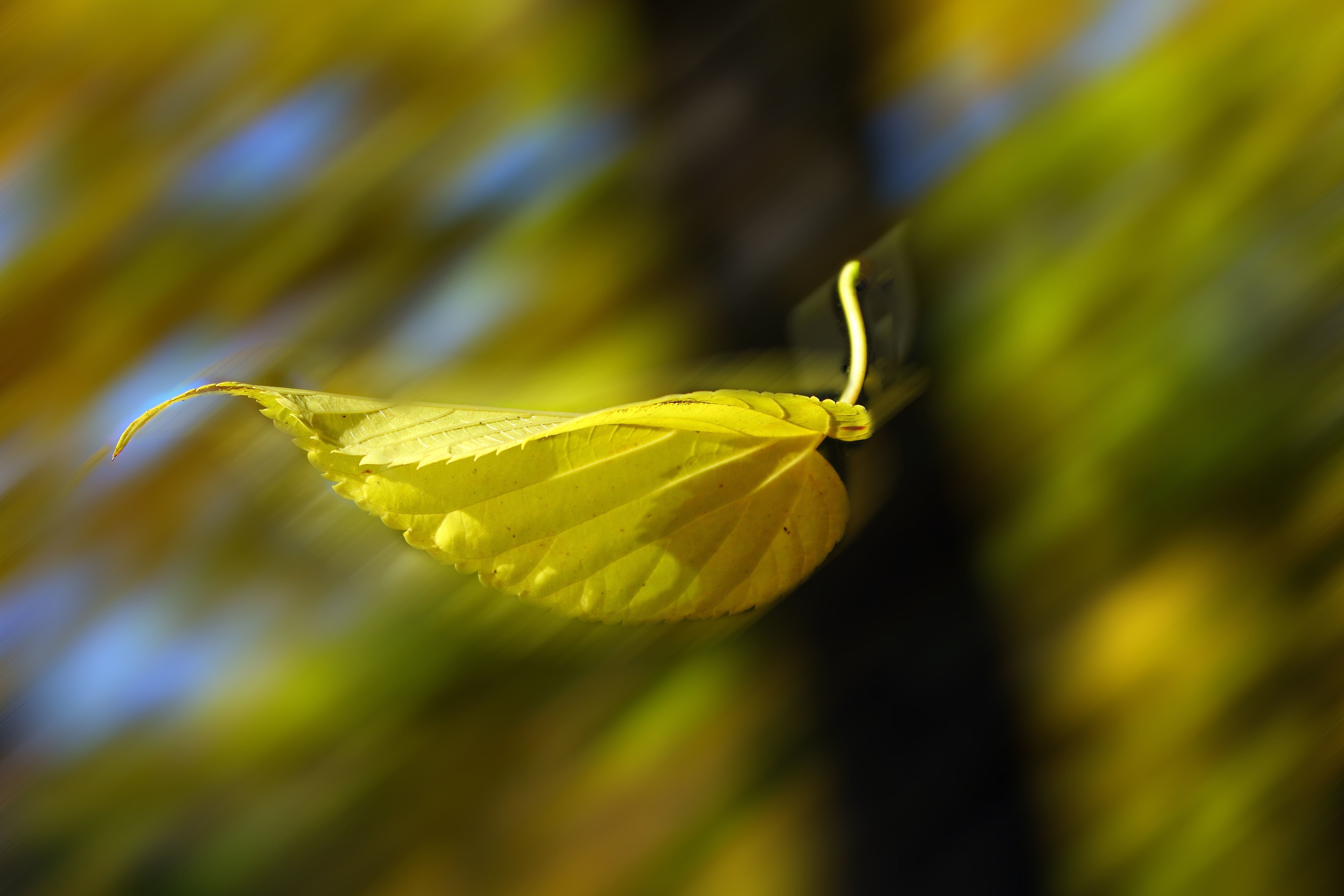 Легкий желтый лист. Листик желтый. Летающие листья. Лист на ветру. Листок на ветру.