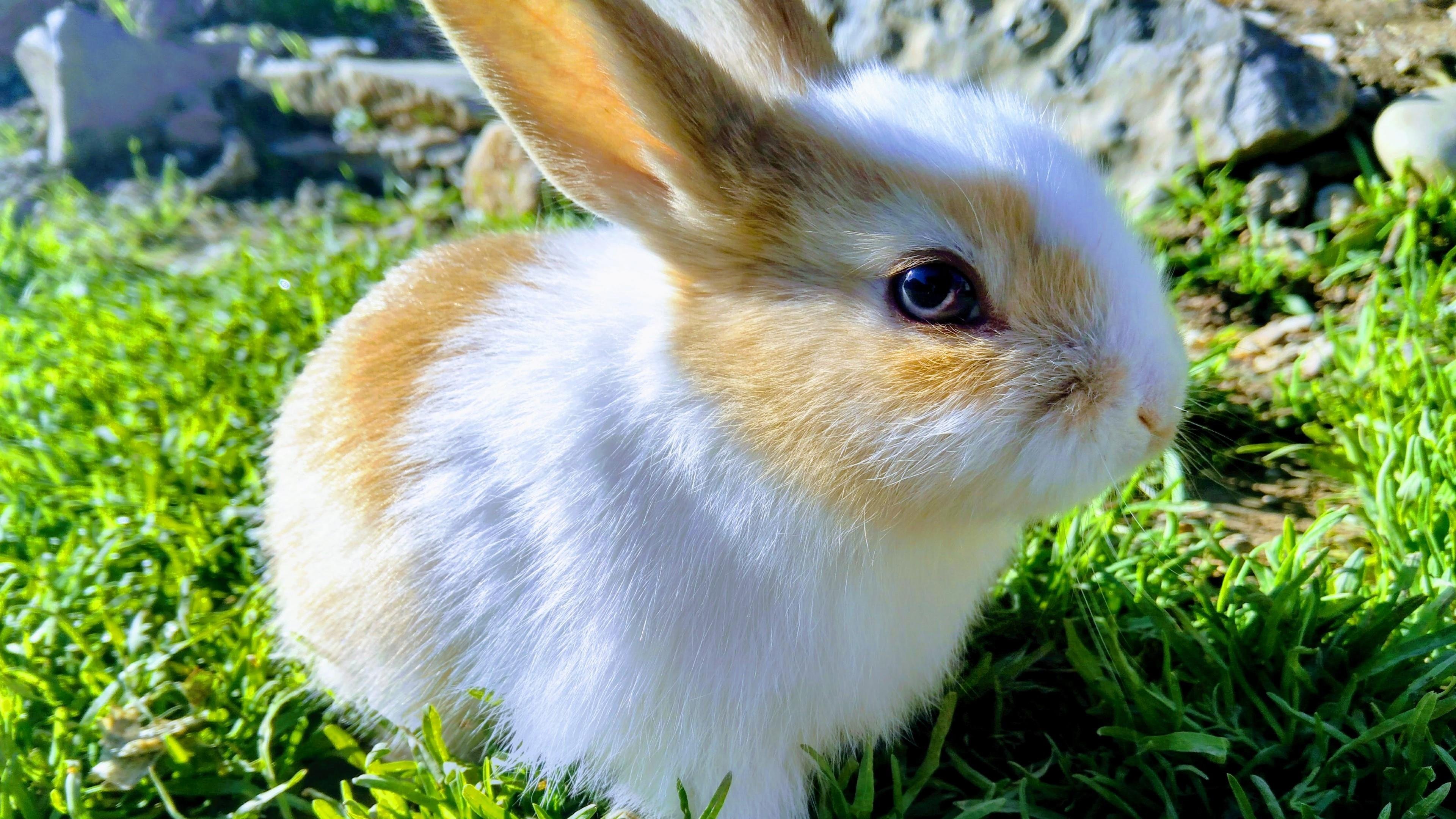 Следующая зайчик. Карликовый Русак кролик. Зайчик. Красивый заяц. Милый Зайка.
