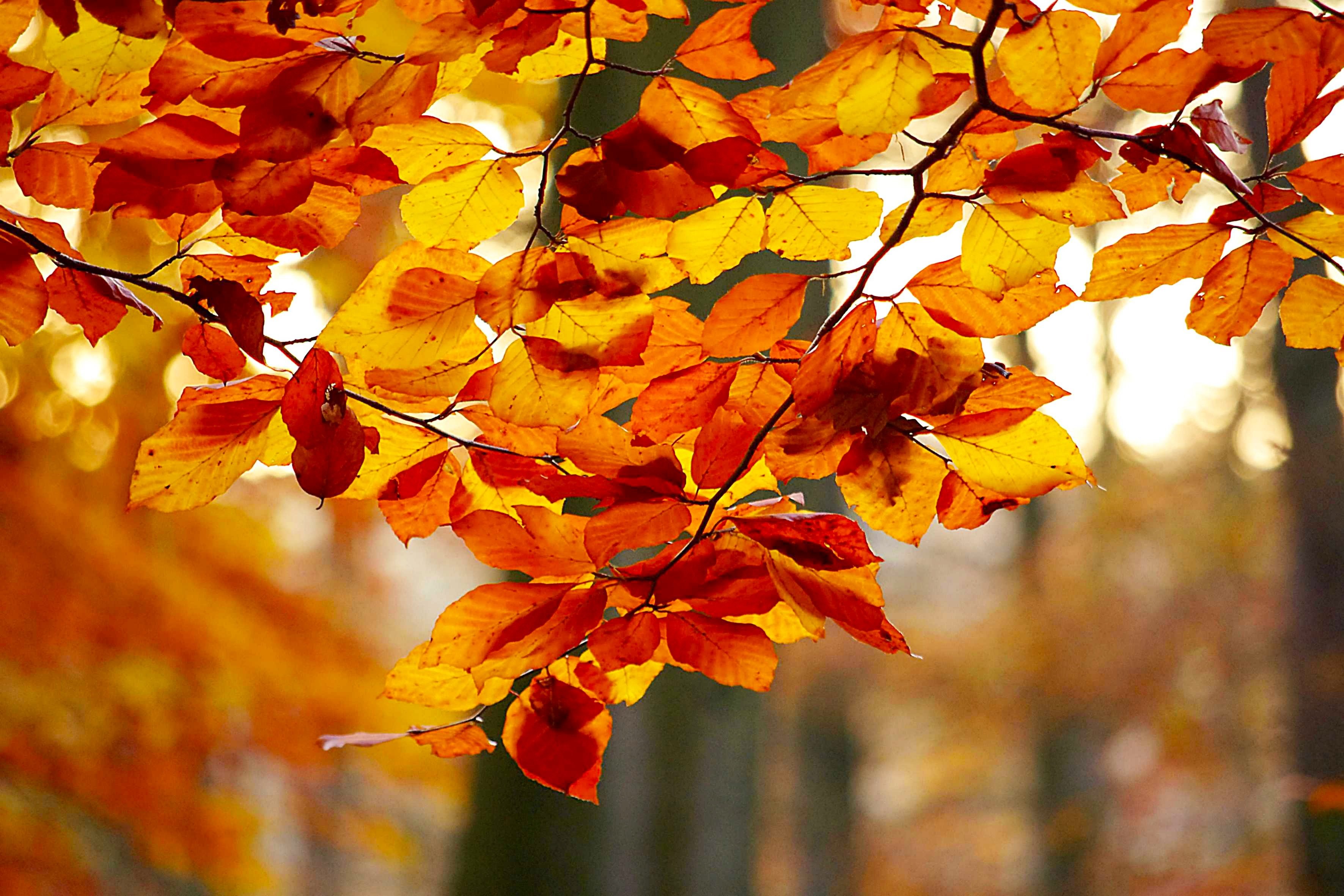 Цвет деревья осенью. Осень деревья. Красота осени осенние листья. Липа осенью. Цвет осенней листвы.