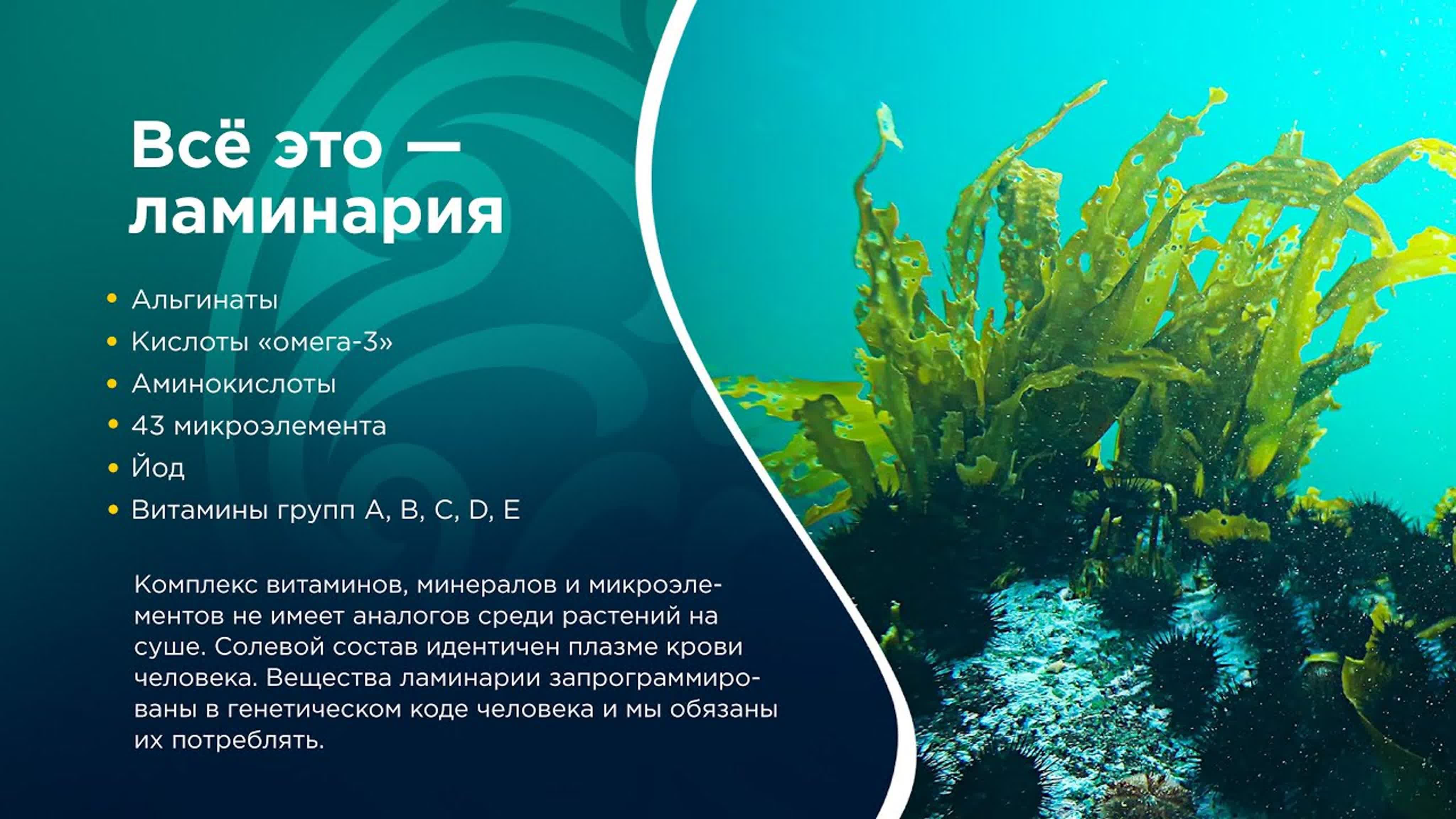 Чем полезны морские водоросли