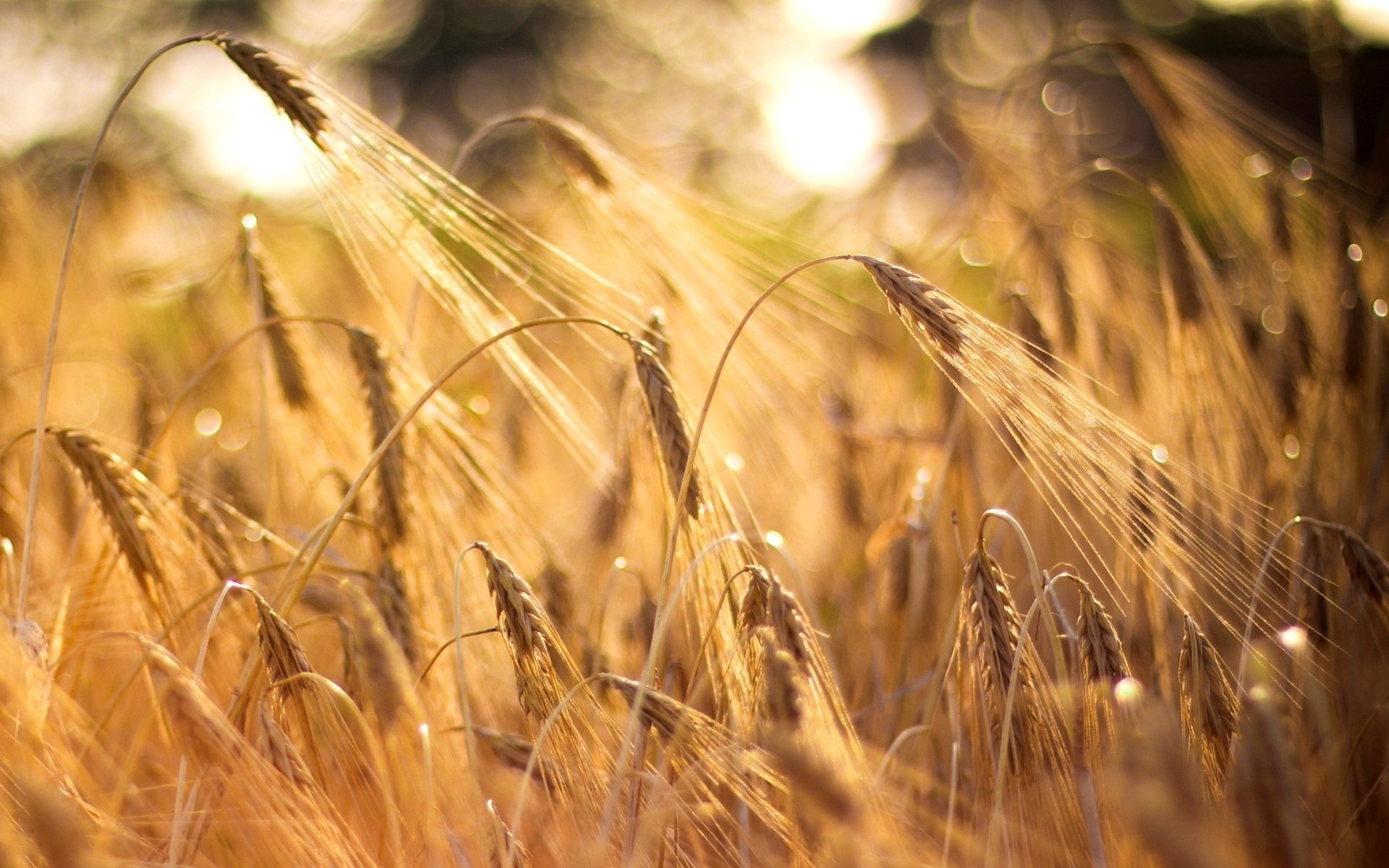 В тишине полей наливаются золотом колосья. Поле пшеницы. Поле с колосьями. Колосья пшеницы. Поле с колосками пшеницы.