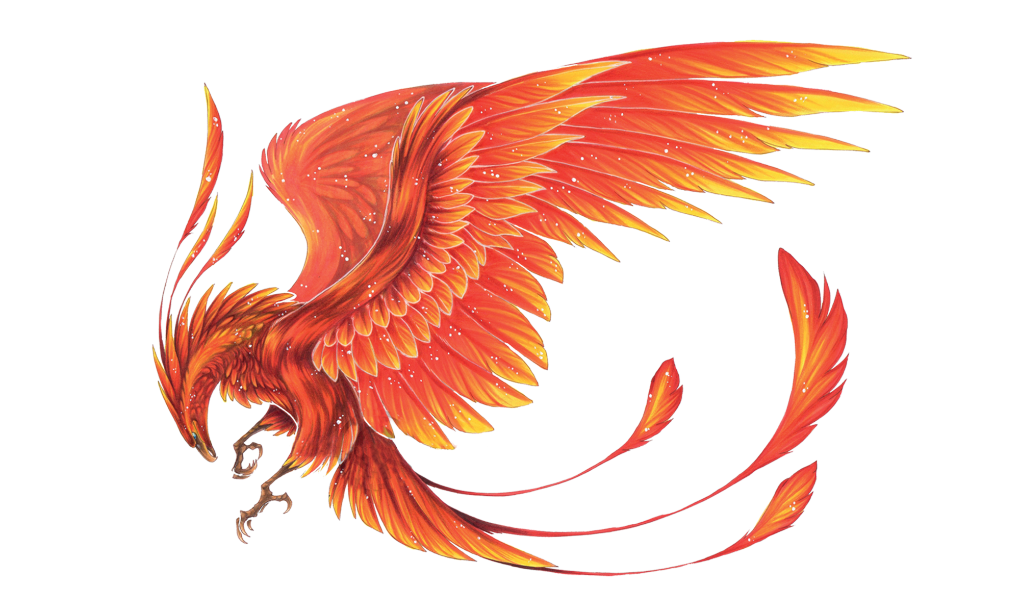 Phoenix wings. Рарог Сокол Феникс Финист. Феникс Анка. Феникс Винг. Китайский Феникс Фэнхуан.