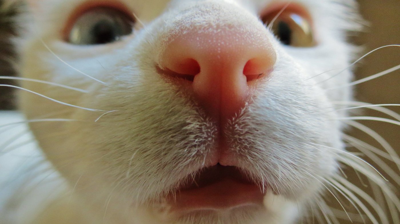 Кошка ест нос. Кошкин нос. Нос кота. Розовый нос. Носики котов.