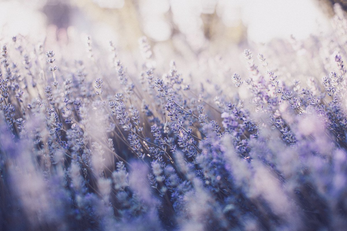 Лаванда Lavender aesthetic