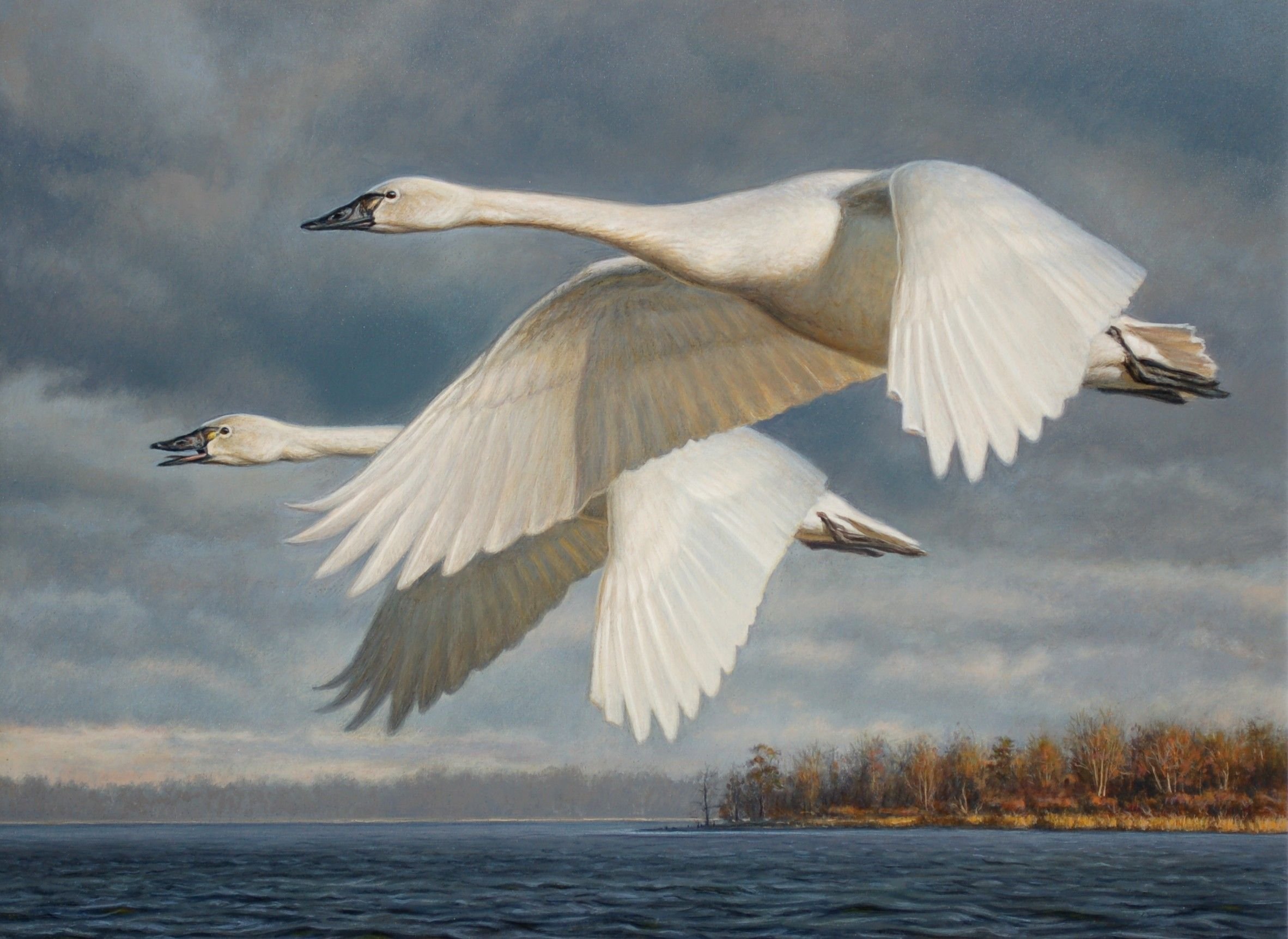 Полет белых лебедей. Лебеди летят. Лебеди в небе. Стая лебедей. Полет лебедя.