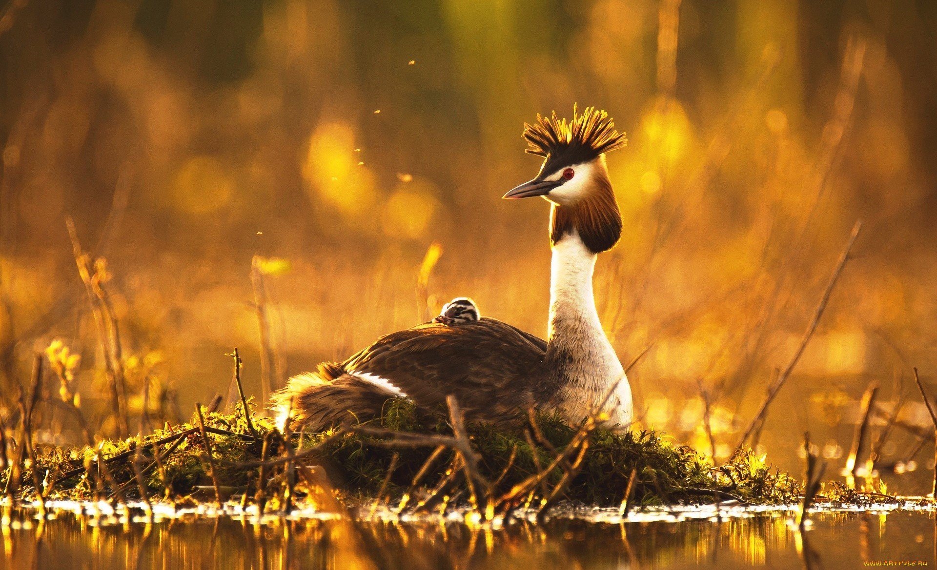 Ввс природа и животные. Дикая природа России National Geographic. Чомга с птенцами. Природа и животные. Красота природы животные.