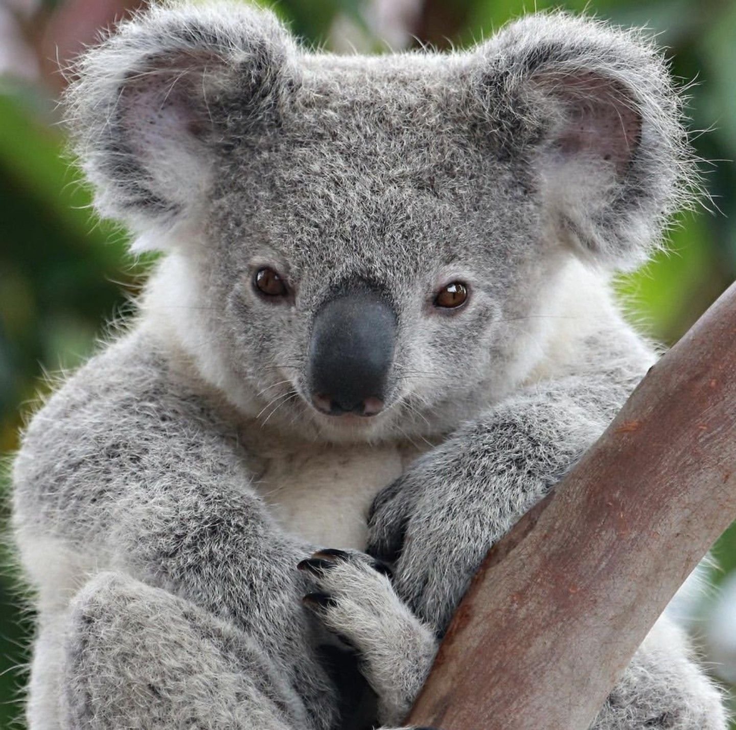 Звук коалы. Коала сумчатое животное. Коала в Австралии. Мишка коала. Коала с детенышем.
