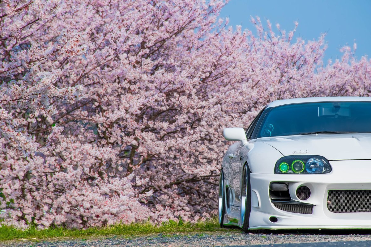 From japan with love авто. Тойота Супра Япония. Тойота Супра Япония Сакура. Nissan Silvia s13 под сакурой.