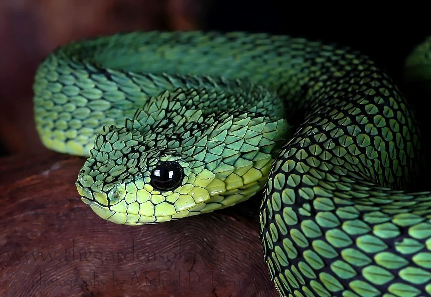 Кустарниковая гадюка (Atheris