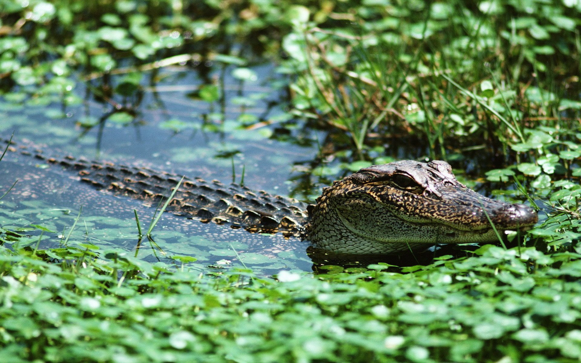 Крокодил в водоеме. Крокодил Ориноко. Речной крокодил.