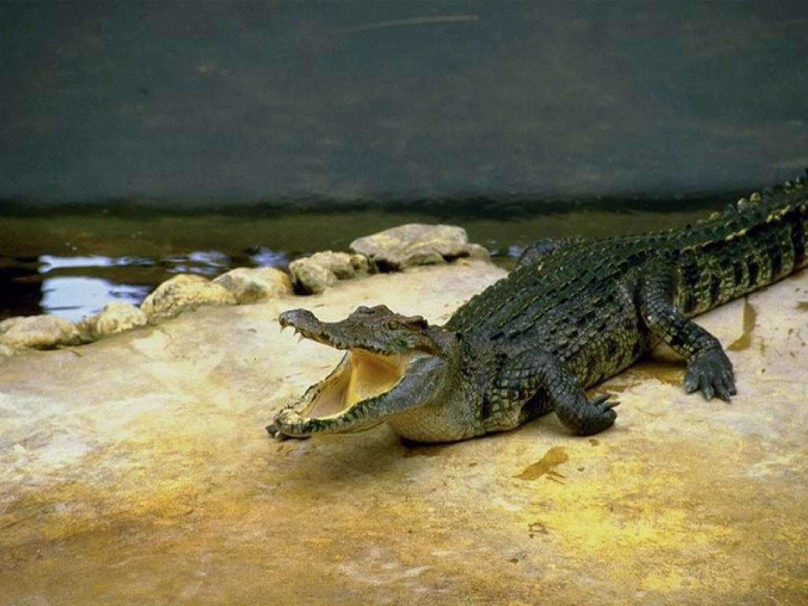 Нильский крокодил относится к пресмыкающимся. Нильский крокодил. Нильский крокодил домашний. Пресмыкающиеся крокодил. Крокодиловый Кайман домашний.