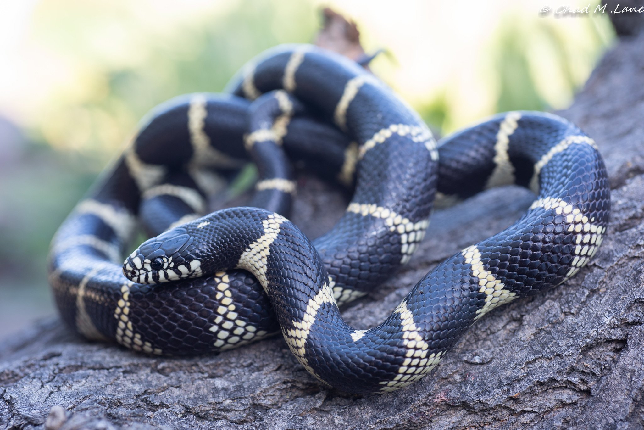 Цепная королевская змея. Lampropeltis californiae. Королевская змея Брукса. Королевская змея Негрита. Королевская змея сплендида.