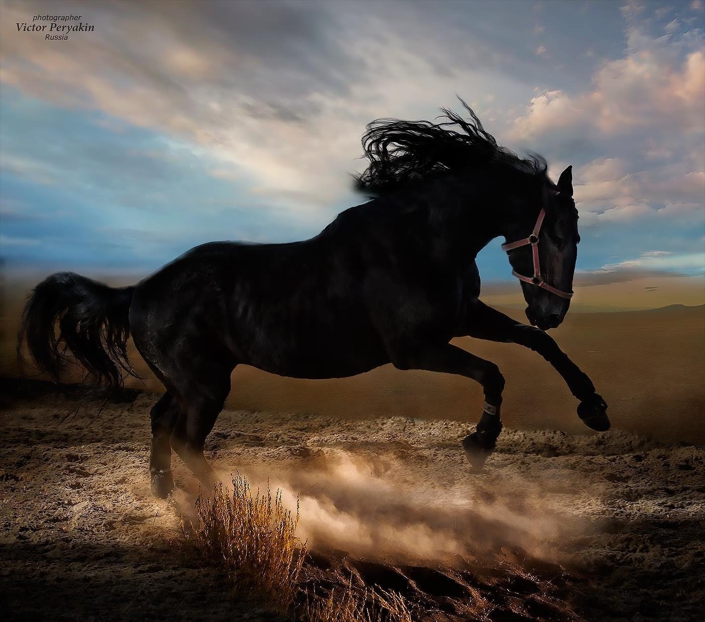 Конь мой вороной. Вороной Мустанг иноходец. Бегущая черная лошадь. Черный конь бежит. Вороной конь в поле.
