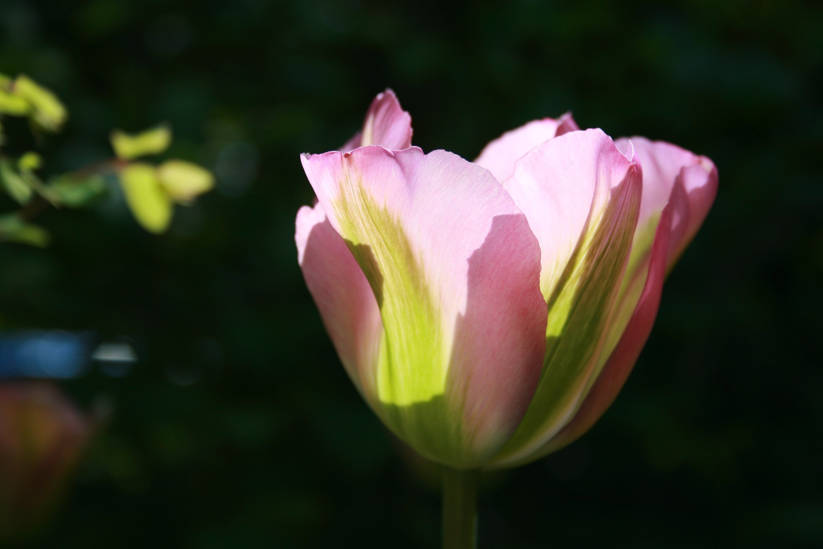 Pink Green Plant